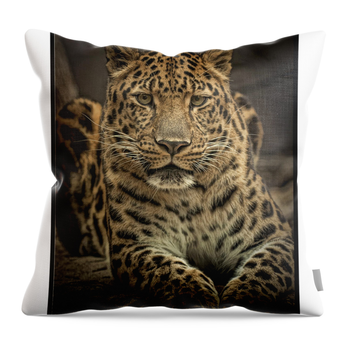 Krepkey Was His Name At The Philadelphia Zoo Throw Pillow featuring the photograph Poser by Cheri McEachin