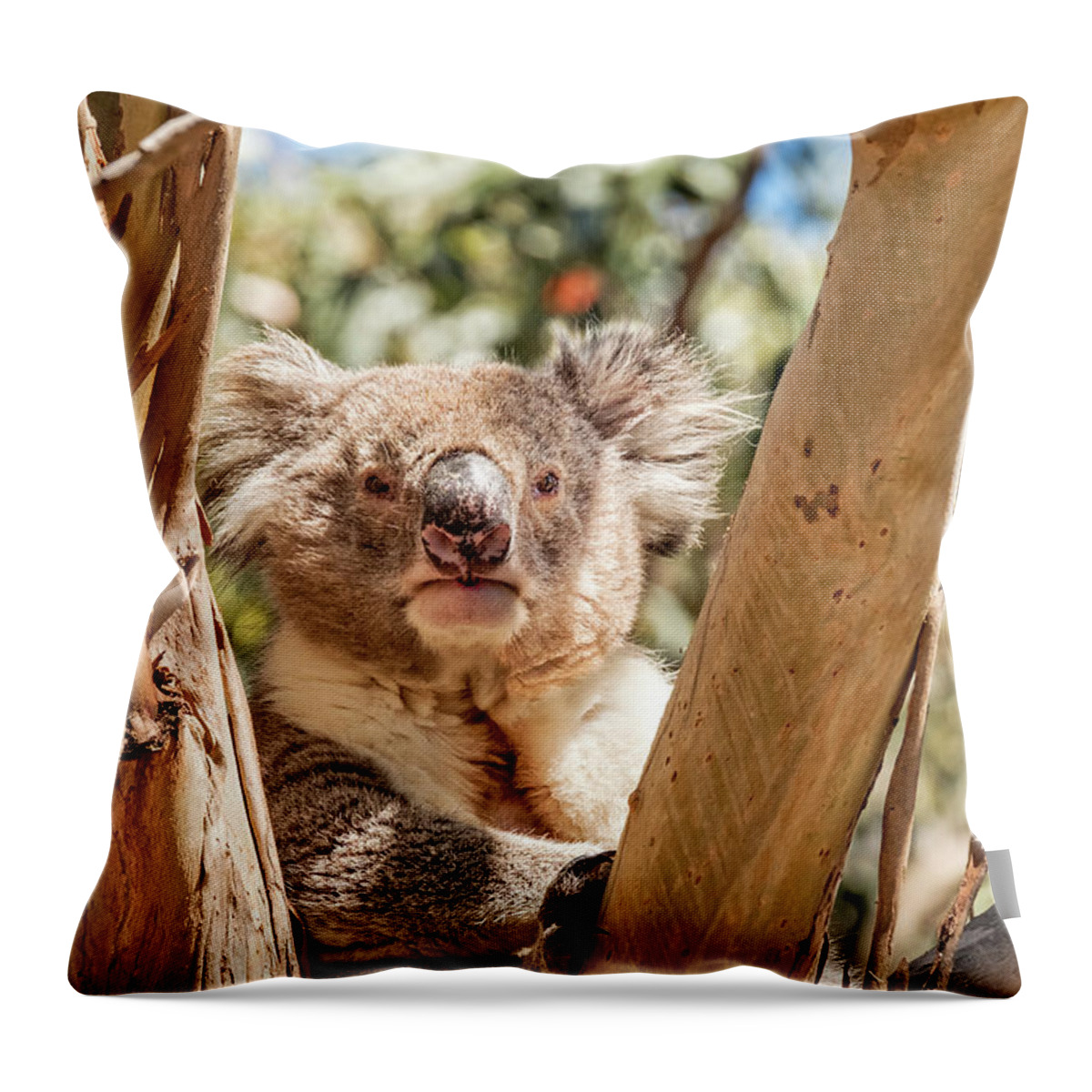 Koala Throw Pillow featuring the photograph Posing Koala by Catherine Reading