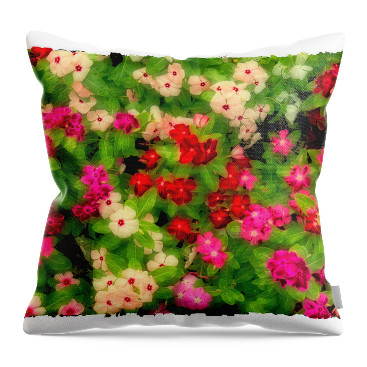 Texas Throw Pillow featuring the photograph Posing Periwinkles by Joe Ownbey