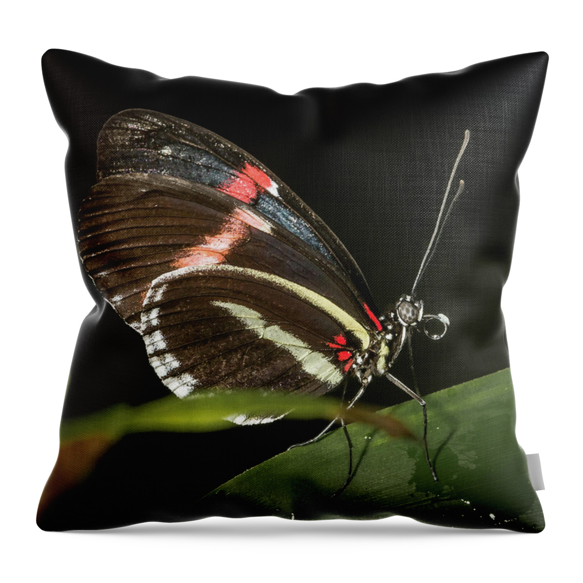 Butterfly Throw Pillow featuring the photograph Post Man by Robert Culver