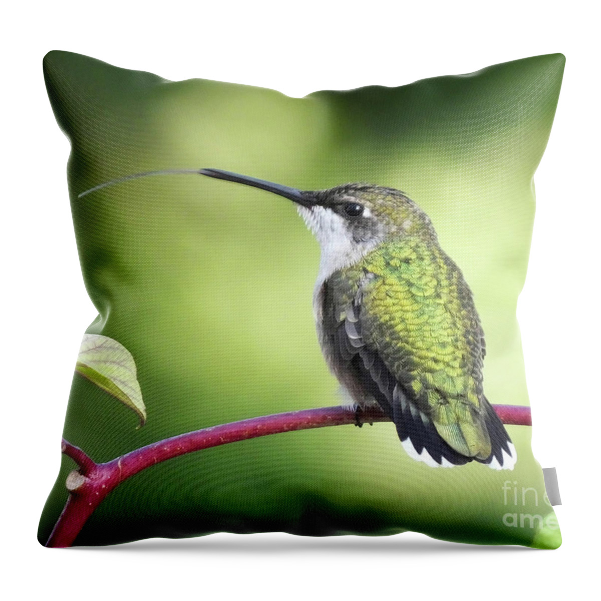 Ruby Throated Hummingbird Throw Pillow featuring the photograph Pppppfffffttttt by Lizi Beard-Ward