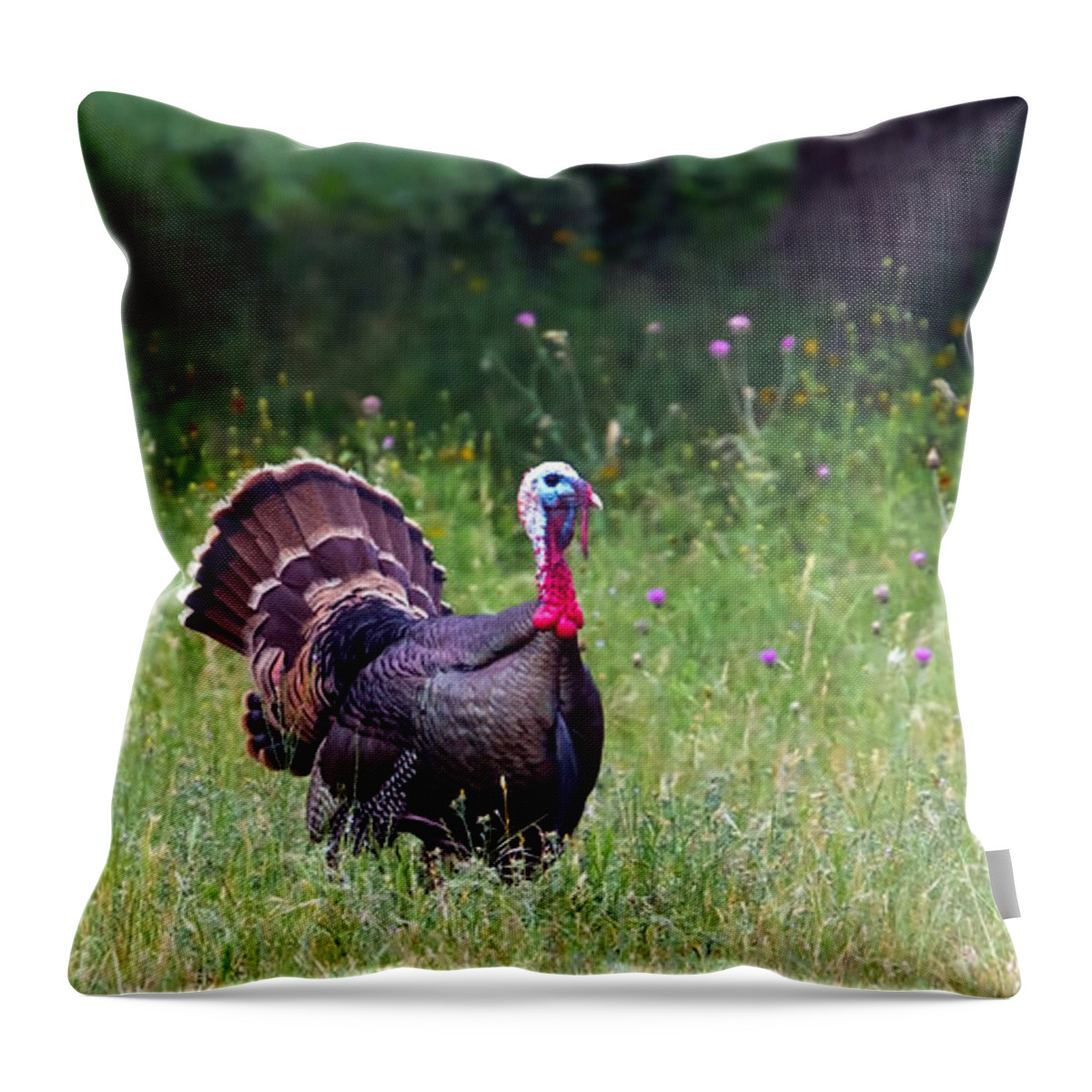 Pilgrimage Throw Pillow featuring the photograph Practicing the Strut by Gary Holmes