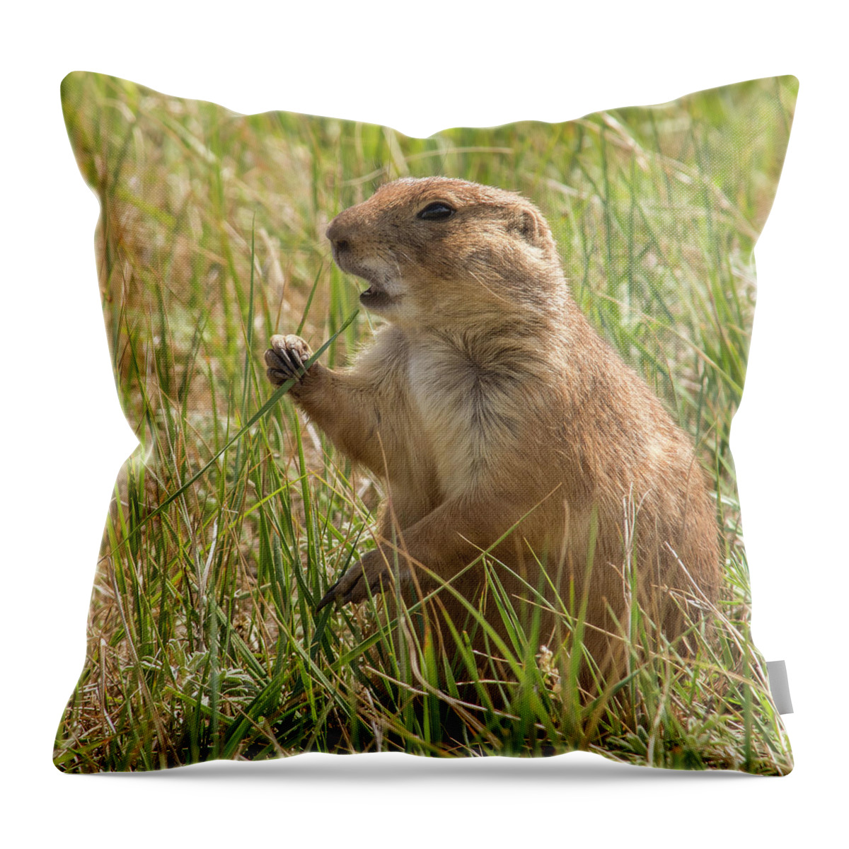Animal Throw Pillow featuring the photograph Prairie Dog by Brenda Jacobs