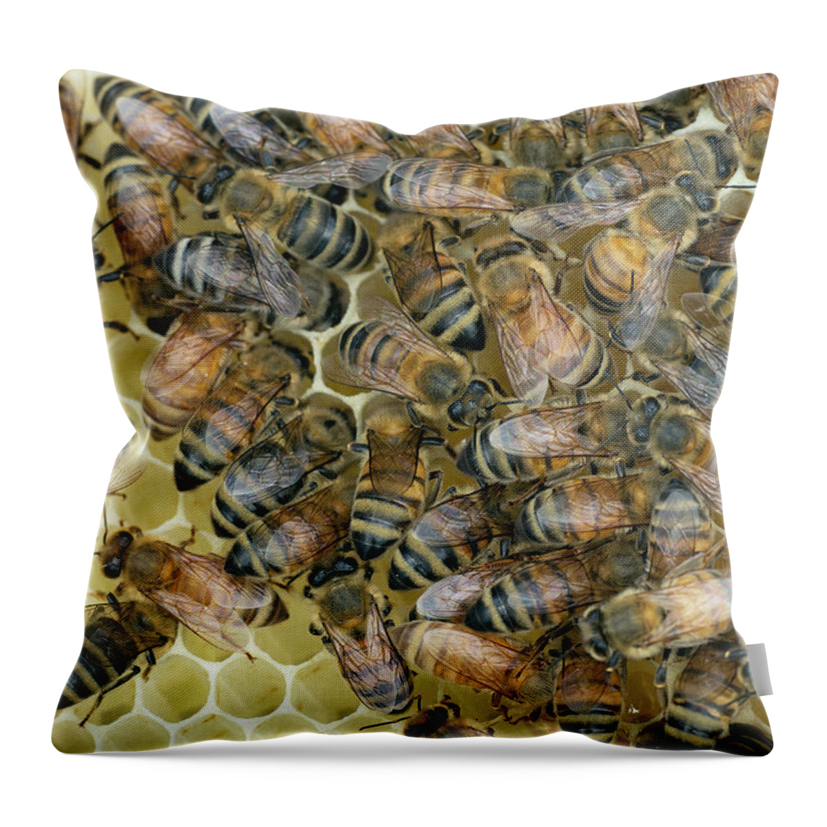 Honeybees Throw Pillow featuring the photograph Preparing for Winter by Jim Zablotny