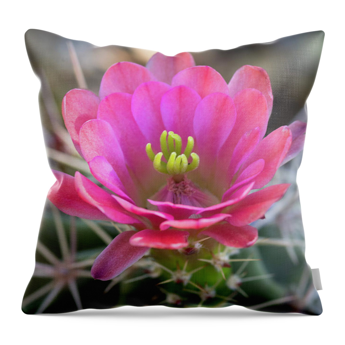 Arizona Throw Pillow featuring the photograph Pretty In Pink Hedgehog by Saija Lehtonen