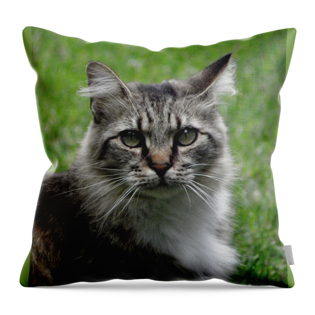 Cat Throw Pillow featuring the photograph Pretty Kitty by Kim Galluzzo