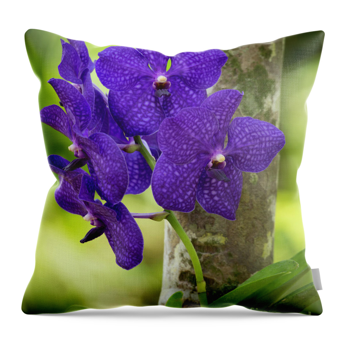 Flower Throw Pillow featuring the photograph Pretty Purple Orchds by Sabrina L Ryan