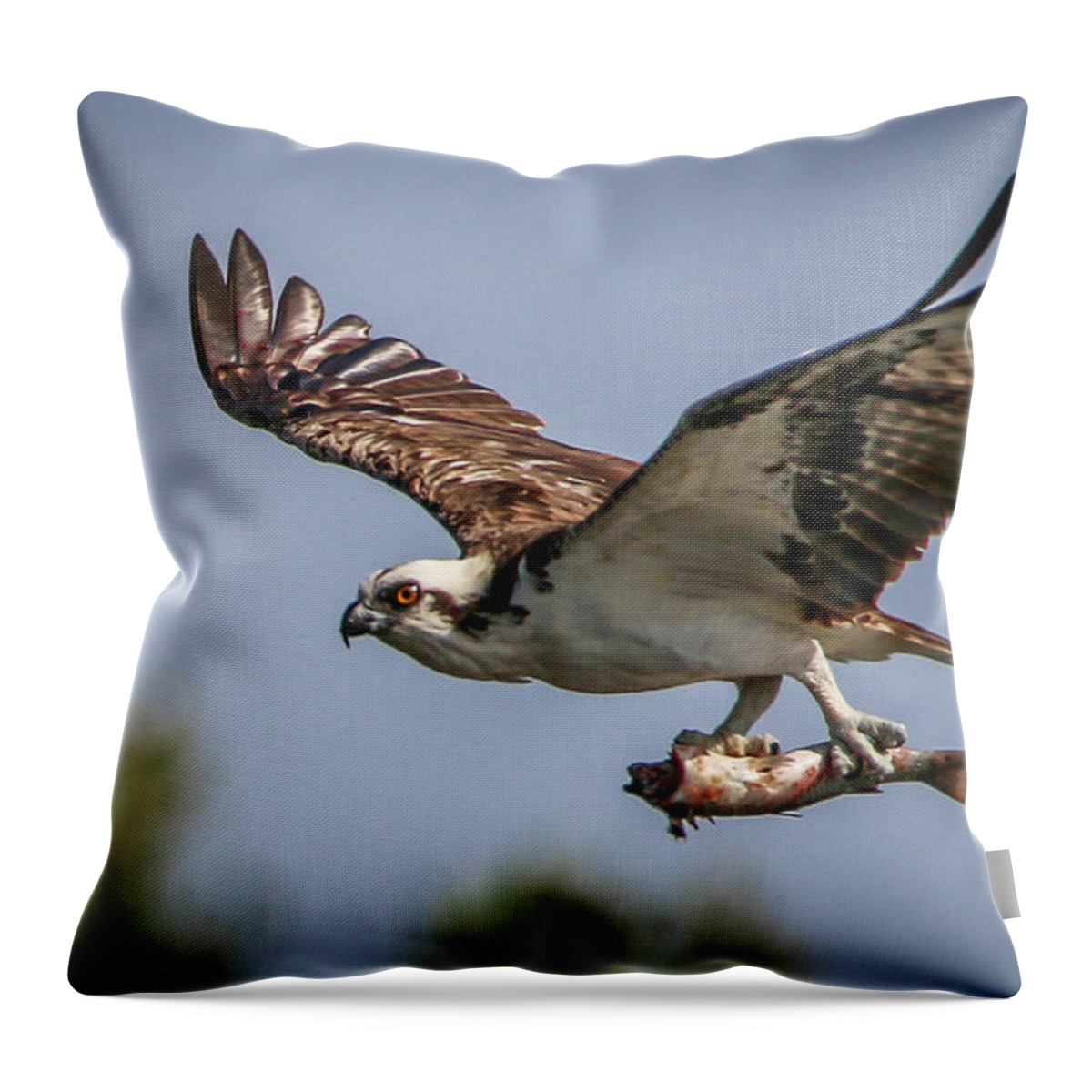 Osprey Throw Pillow featuring the photograph Prey in Talons by Tom Claud