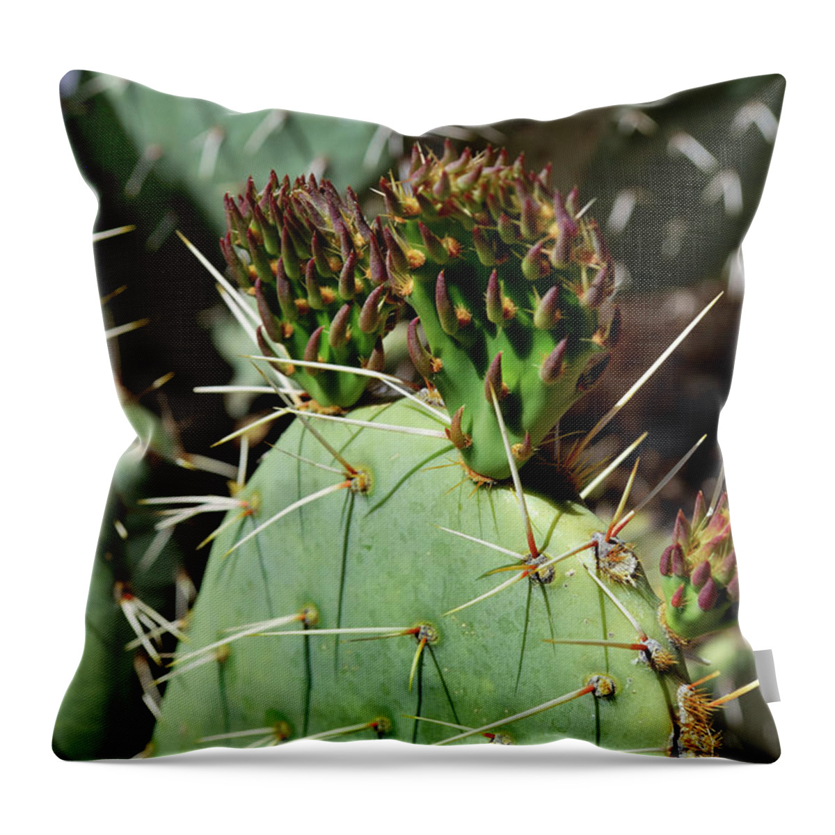 Nature Throw Pillow featuring the photograph Prickly Pear Buds by Ron Cline