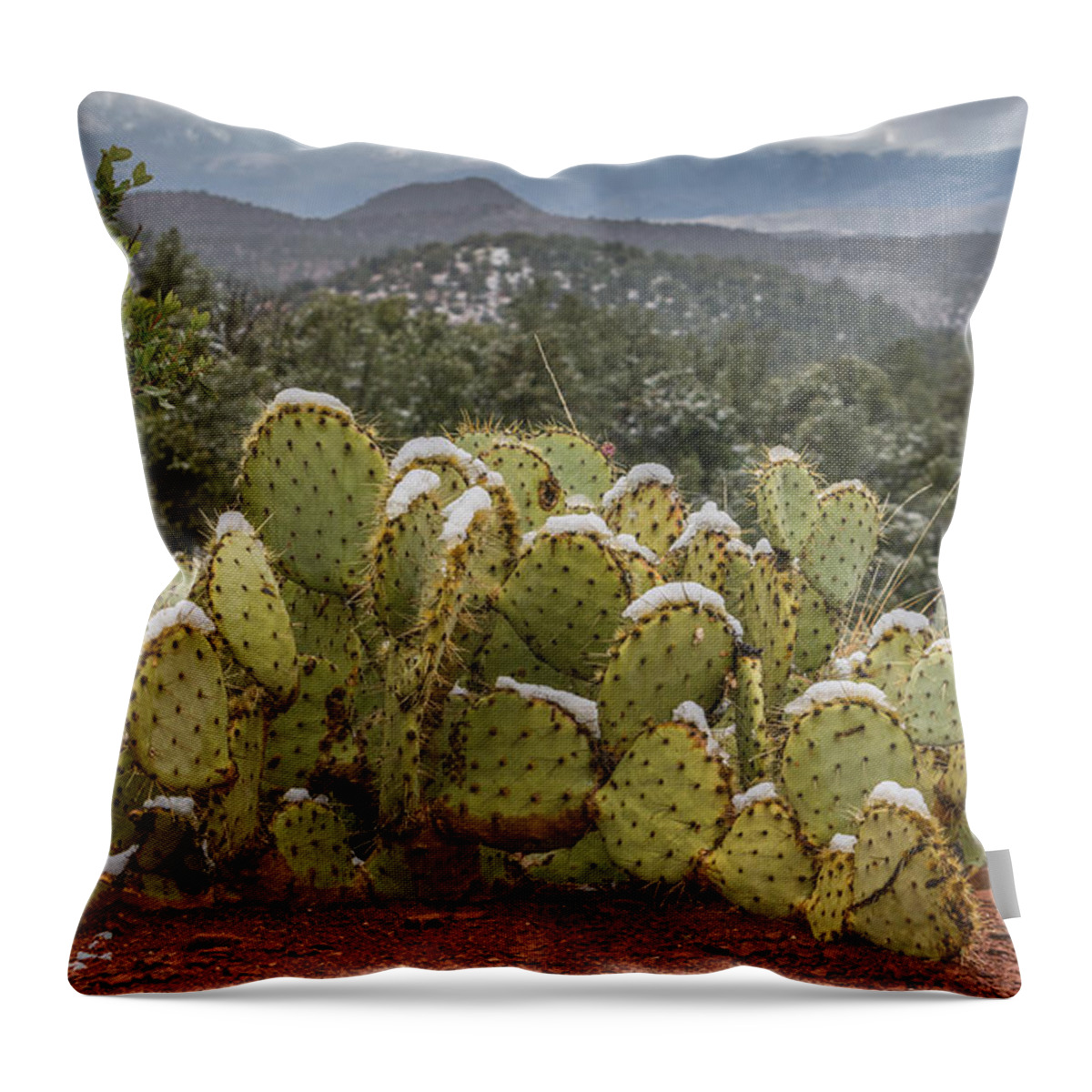 Cactus Throw Pillow featuring the photograph Cactus Country by Racheal Christian