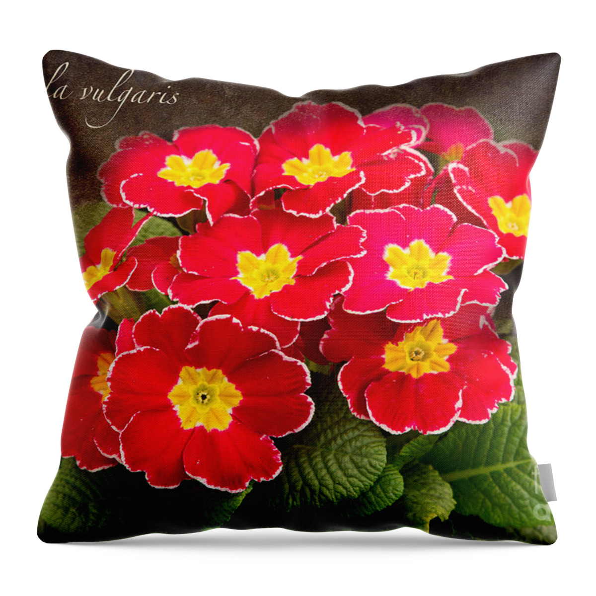 Primula Throw Pillow featuring the photograph Primula vulgaris by Marilyn Cornwell
