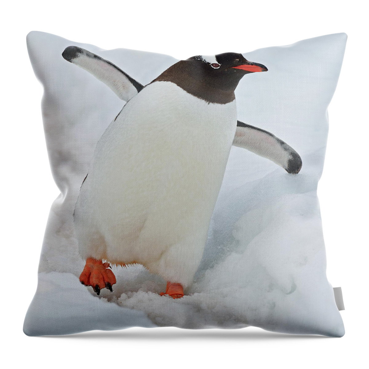 Gentoo Penguin Throw Pillow featuring the photograph Progressive by Tony Beck