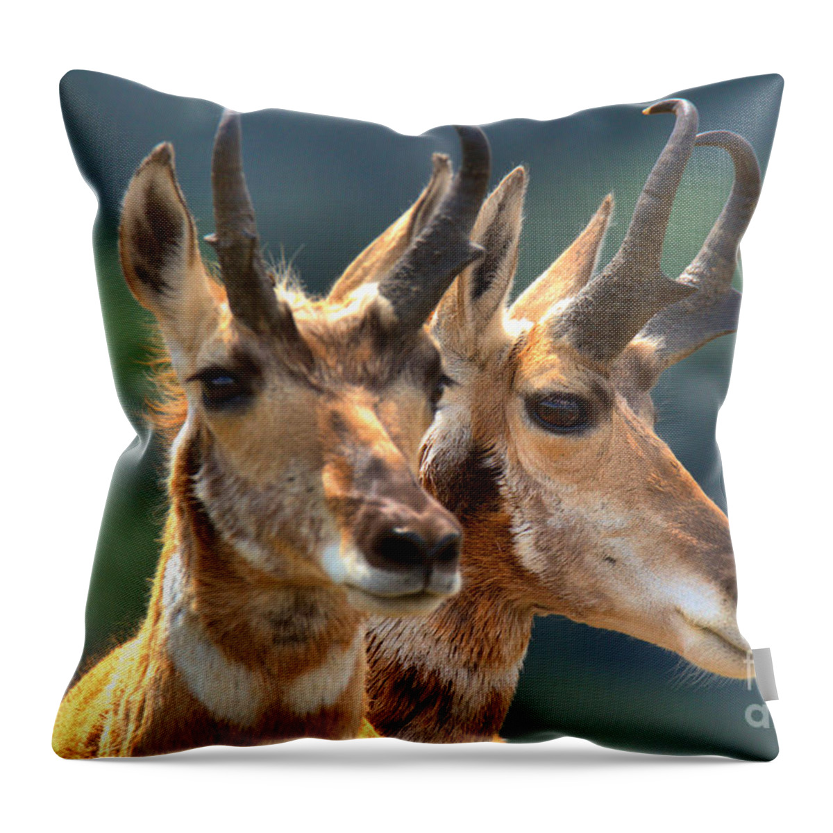 Pronghorn Throw Pillow featuring the photograph Pronghorn Antelope Pair by Adam Jewell