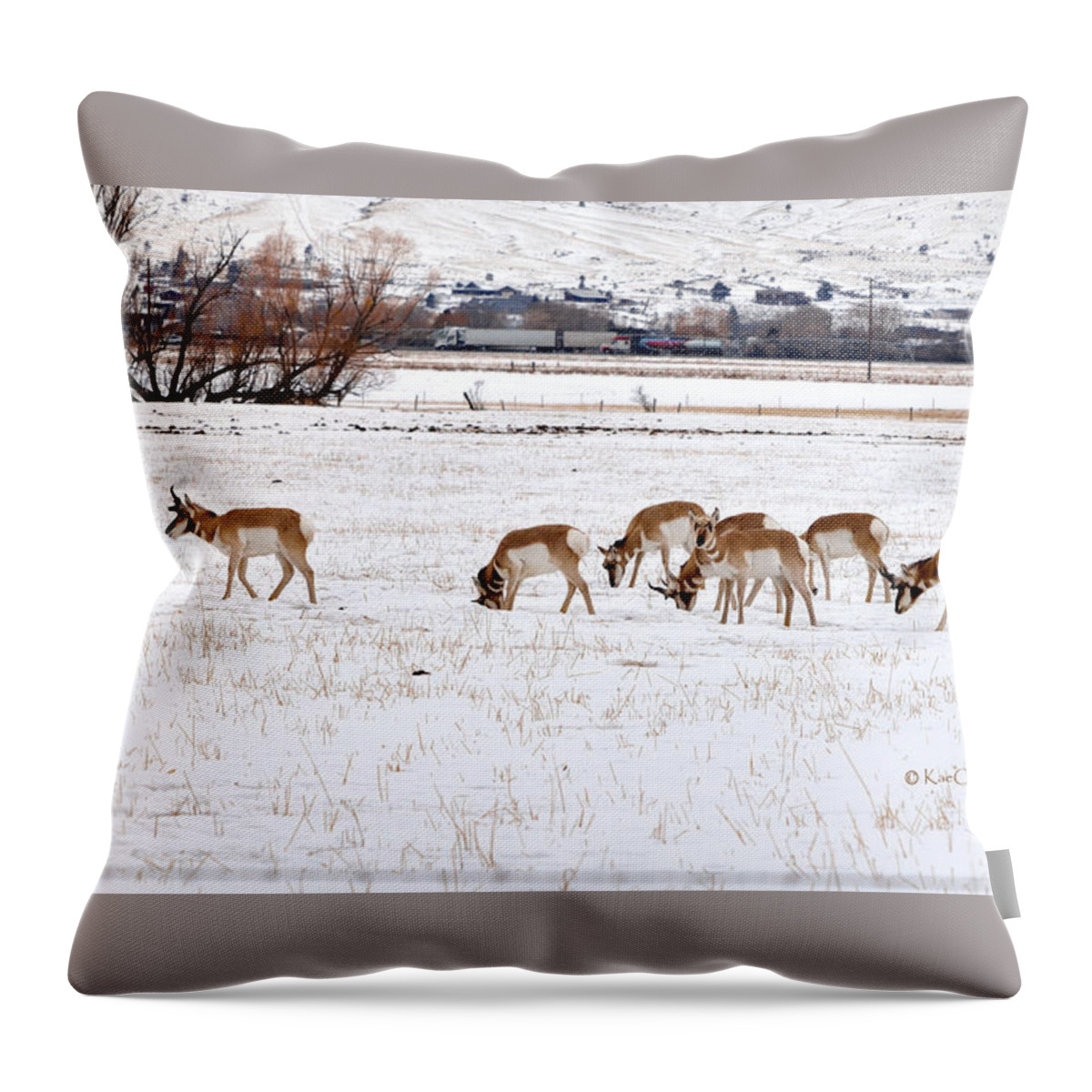 Pronghorn Throw Pillow featuring the photograph Pronghorn in Snow by Kae Cheatham