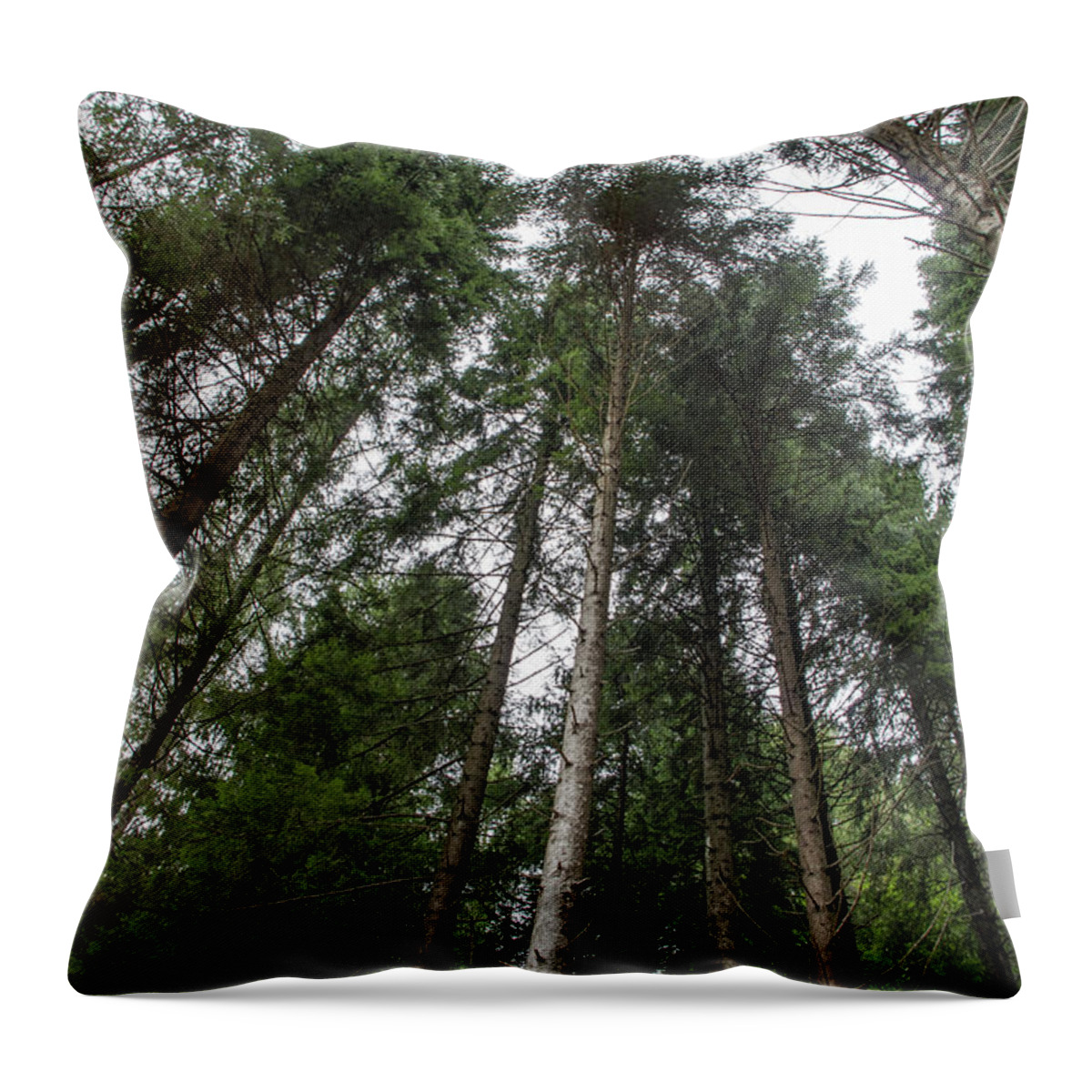 Trees Throw Pillow featuring the photograph Prospective of a pines forest by Nicola Aristolao