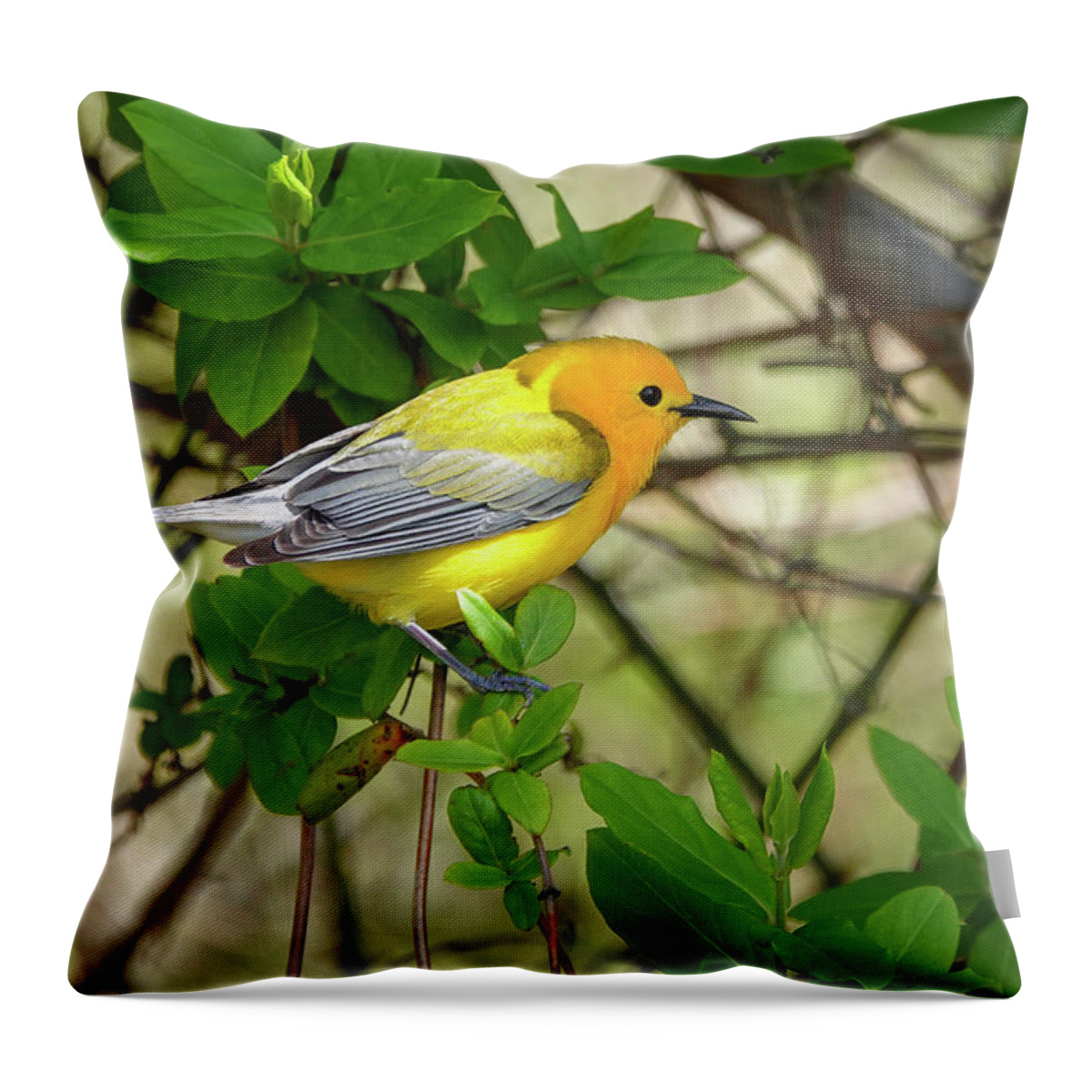Prothonotary Warbler Throw Pillow featuring the photograph Prothonotary Warbler by Jack Nevitt