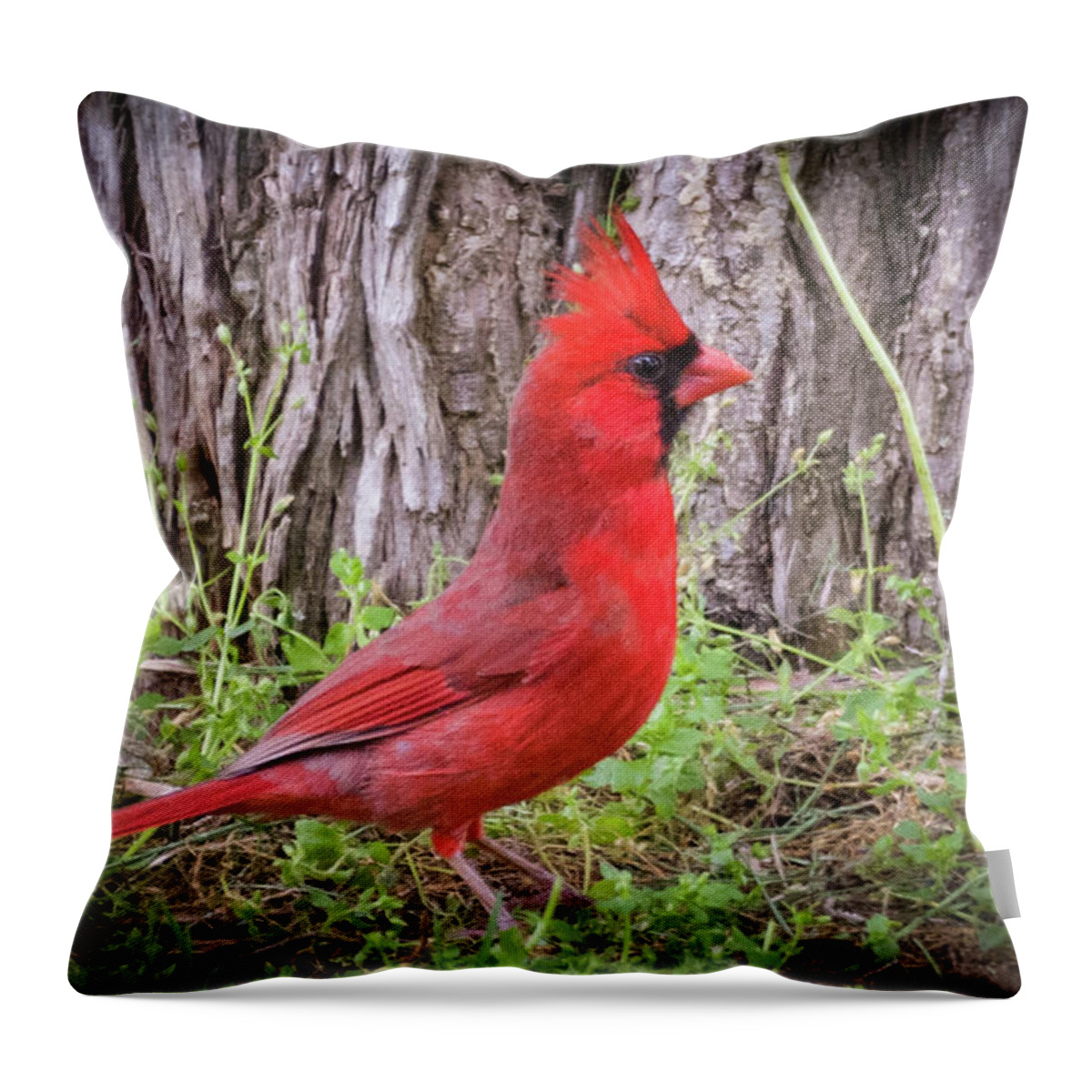 May Throw Pillow featuring the photograph Proud Cardinal by John Benedict