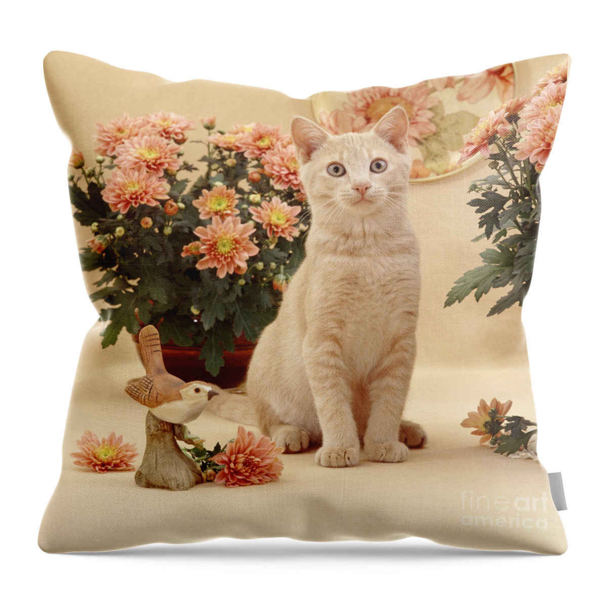 Cream Burmese Throw Pillow featuring the photograph Proud to be Orange by Warren Photographic