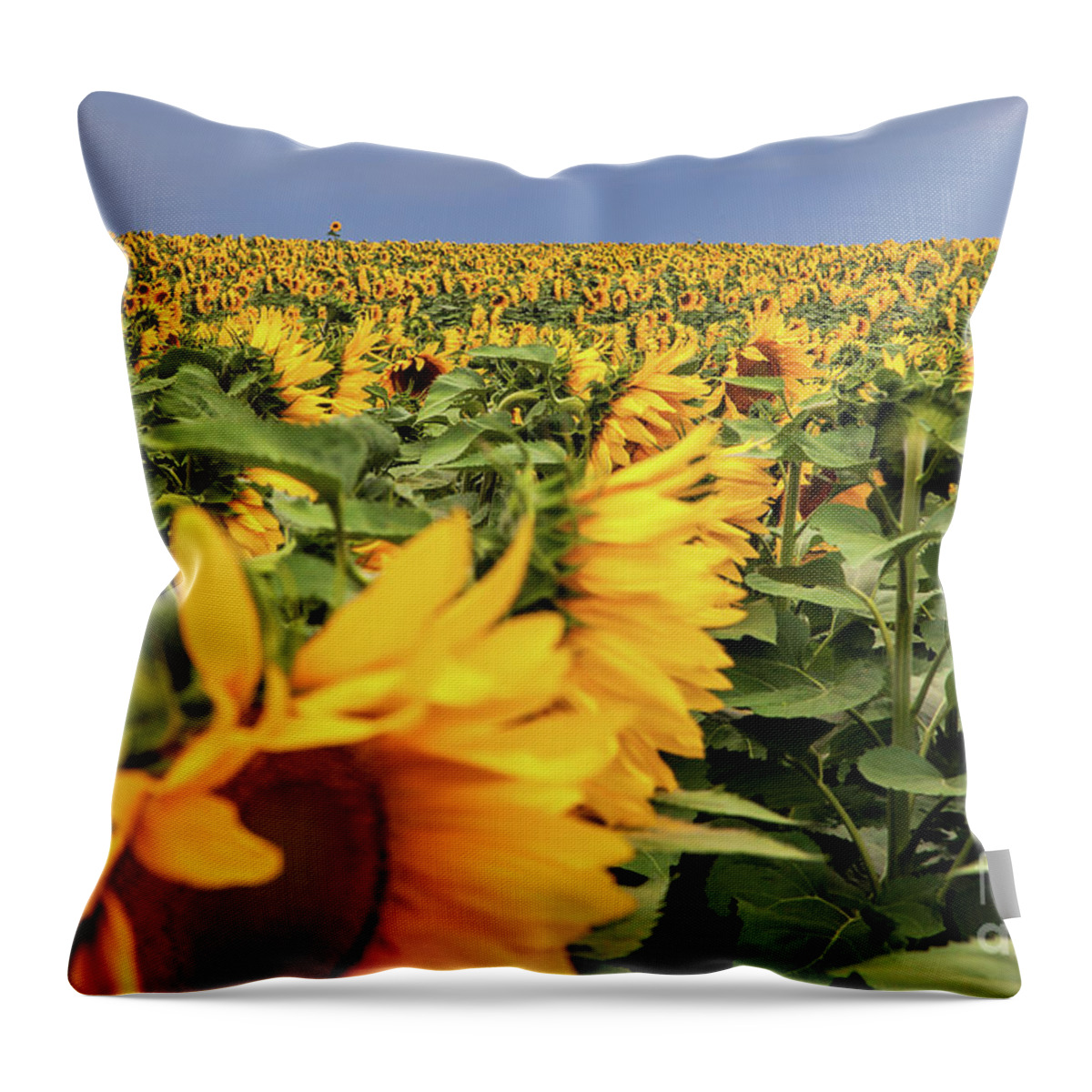 Sunflowers Landscape Throw Pillow featuring the photograph Psst-Over Here by Jim Garrison