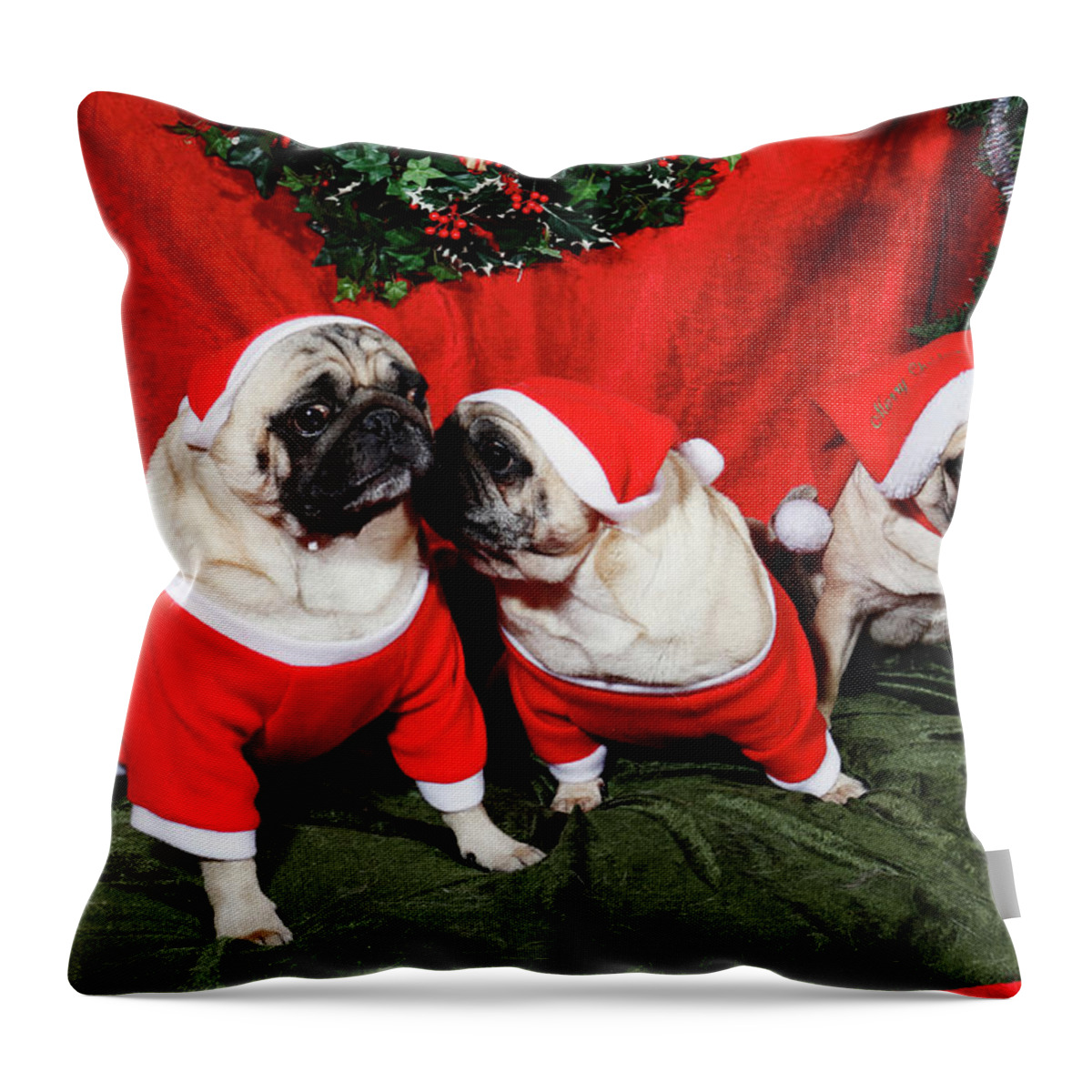 Pug Throw Pillow featuring the photograph Pugs Dressed As Father-christmas by Christian Lagereek