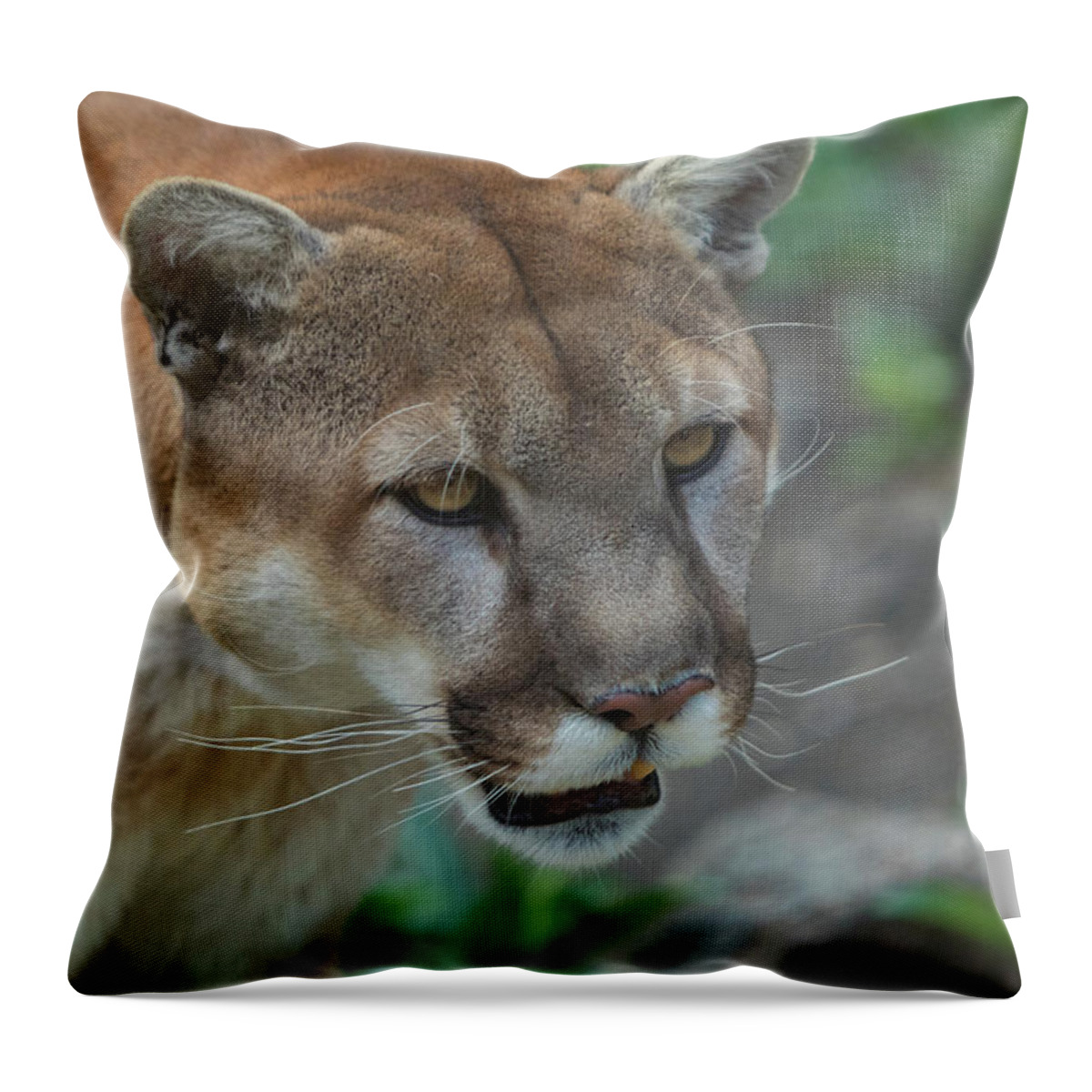 Cougar Throw Pillow featuring the photograph Puma by Randy Robbins