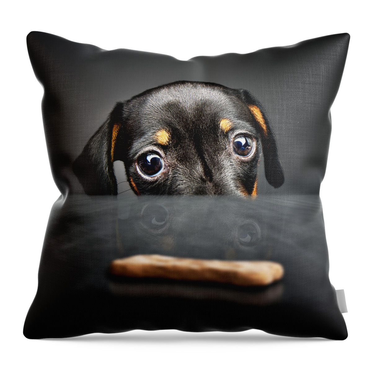 Puppy Throw Pillow featuring the photograph Puppy longing for a treat by Johan Swanepoel