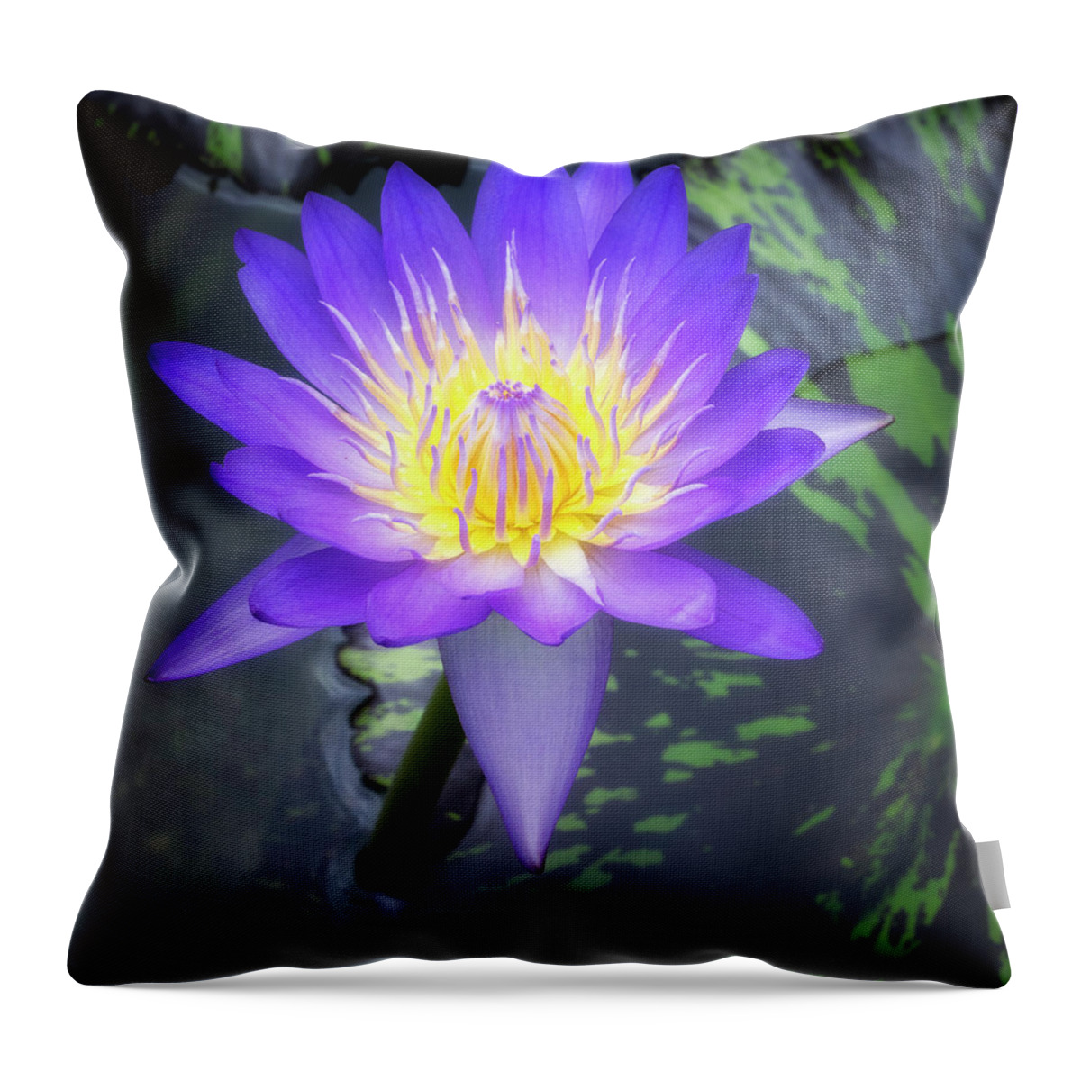 Aquatic Throw Pillow featuring the photograph Waterlily is a popular aquatic plant. by Usha Peddamatham
