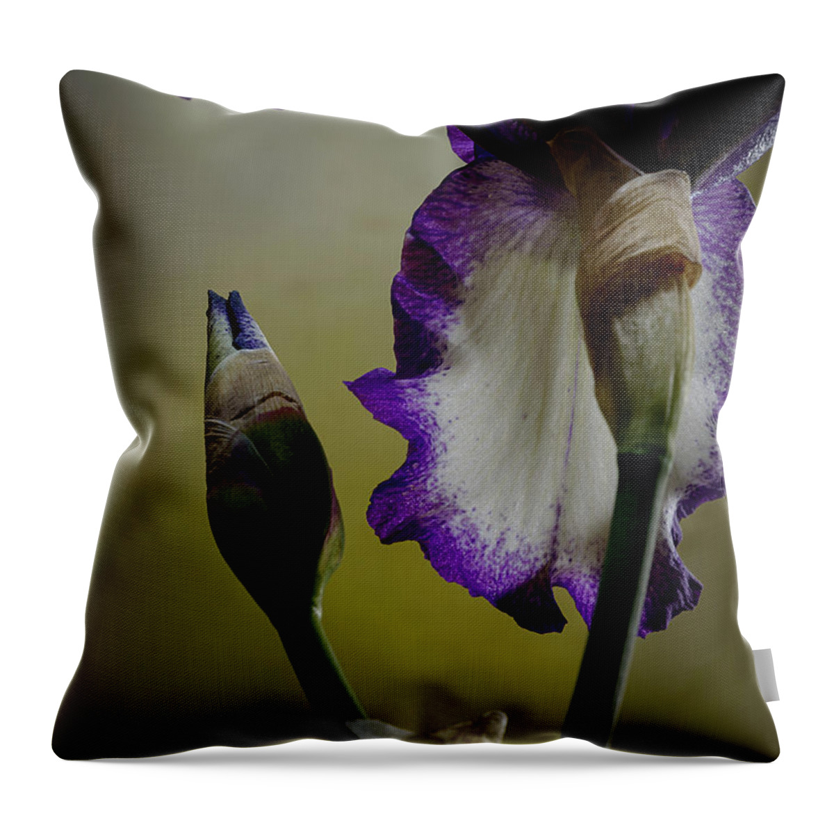 Purple And White Iris Throw Pillow featuring the photograph Purple and White Iris Flower by Art Whitton