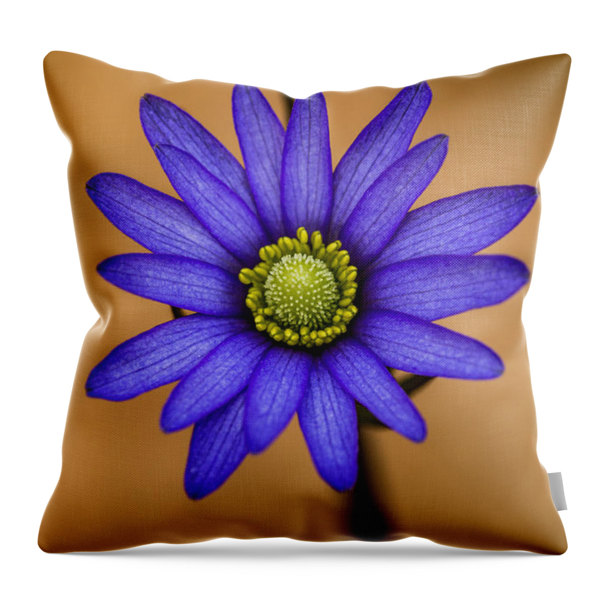 Anemone Throw Pillow featuring the photograph Purple Anemone by Steven Schwartzman