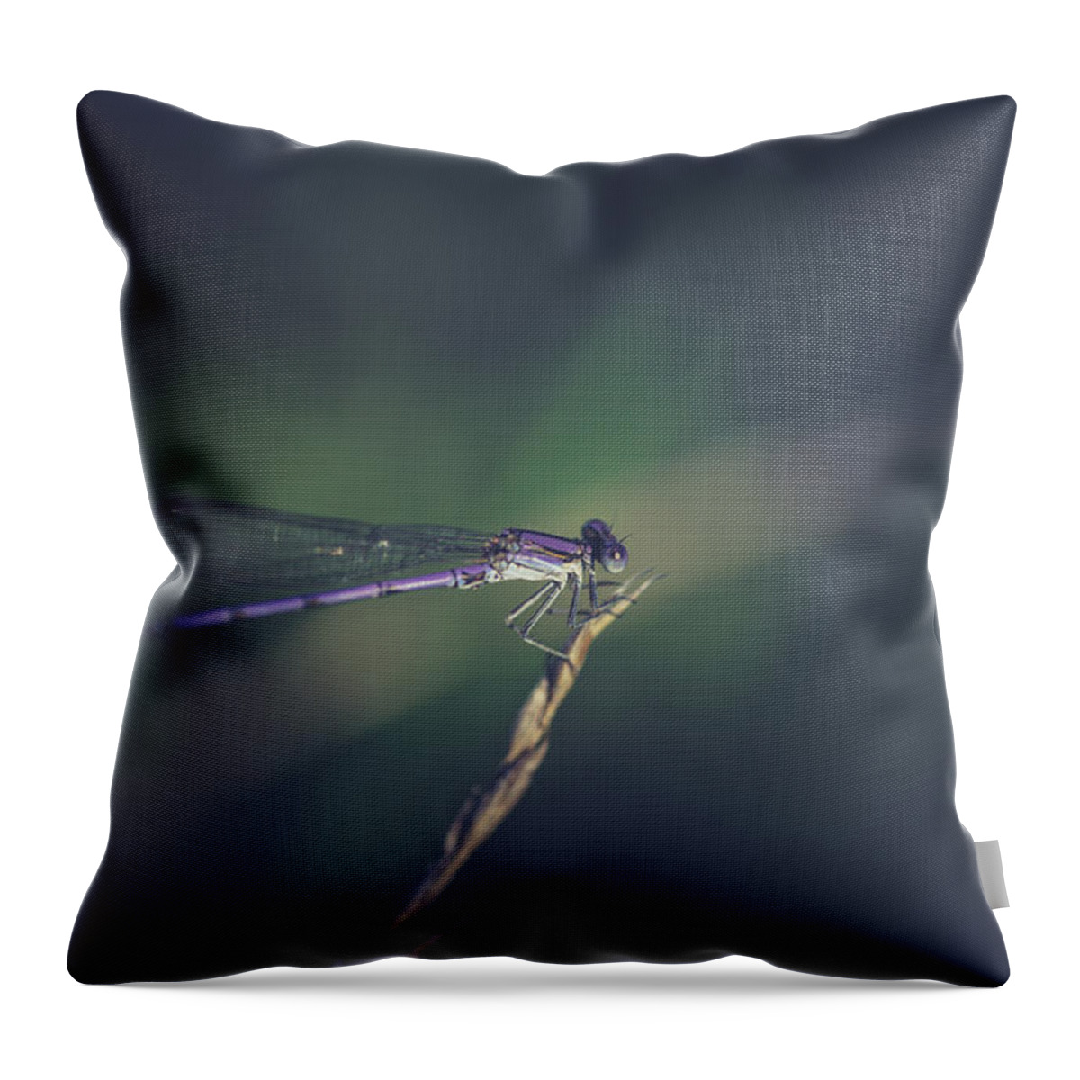Damselfly Throw Pillow featuring the photograph Purple Damsel by Shane Holsclaw