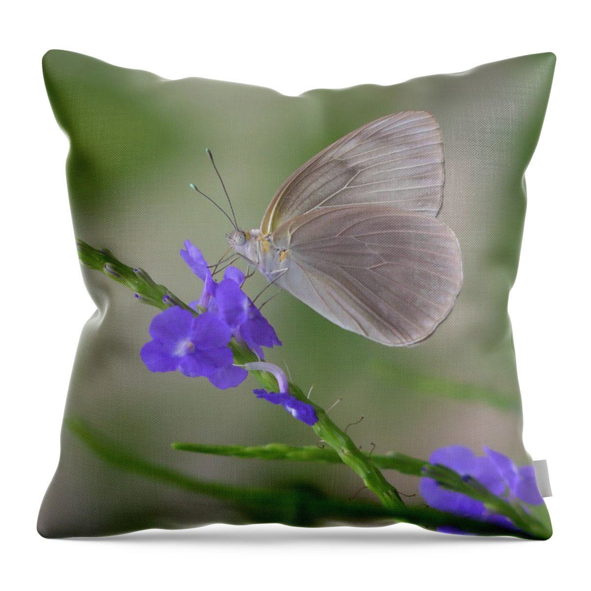 Butterfly Throw Pillow featuring the photograph Purple Drink by Artful Imagery