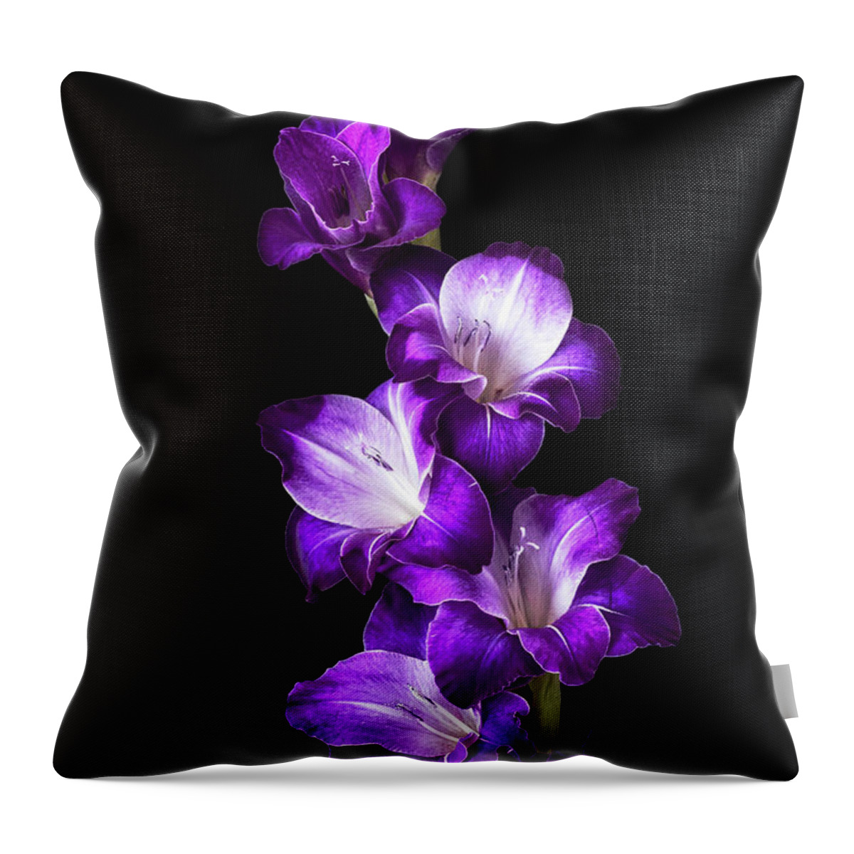 Gladiolus Throw Pillow featuring the photograph Purple Elegance by Cheryl Day