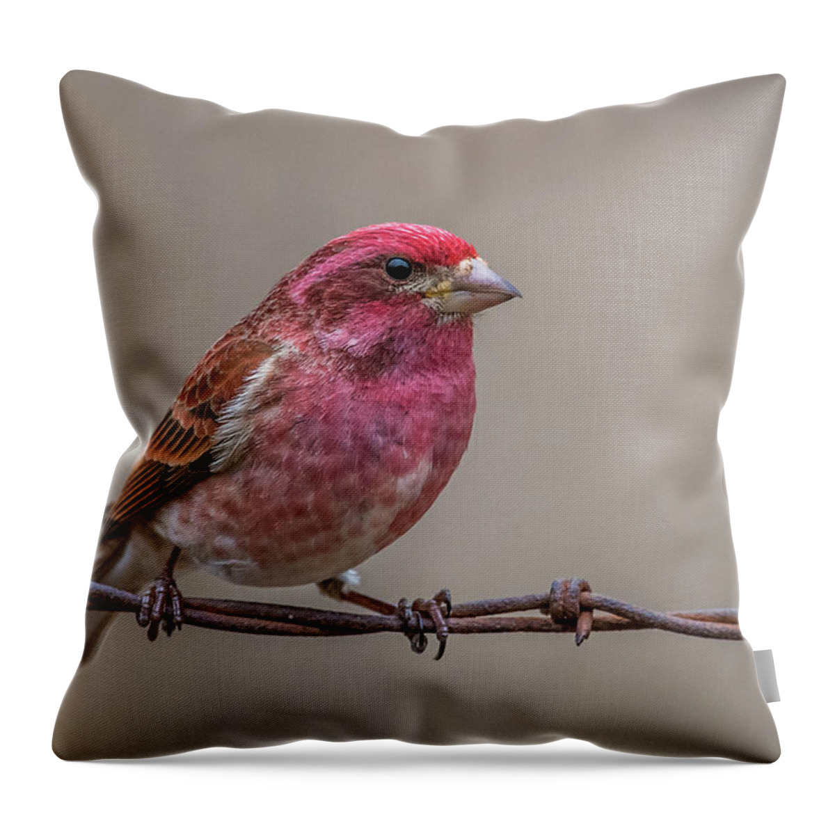 Purple Throw Pillow featuring the photograph Purple Finch on Barbwire by Paul Freidlund