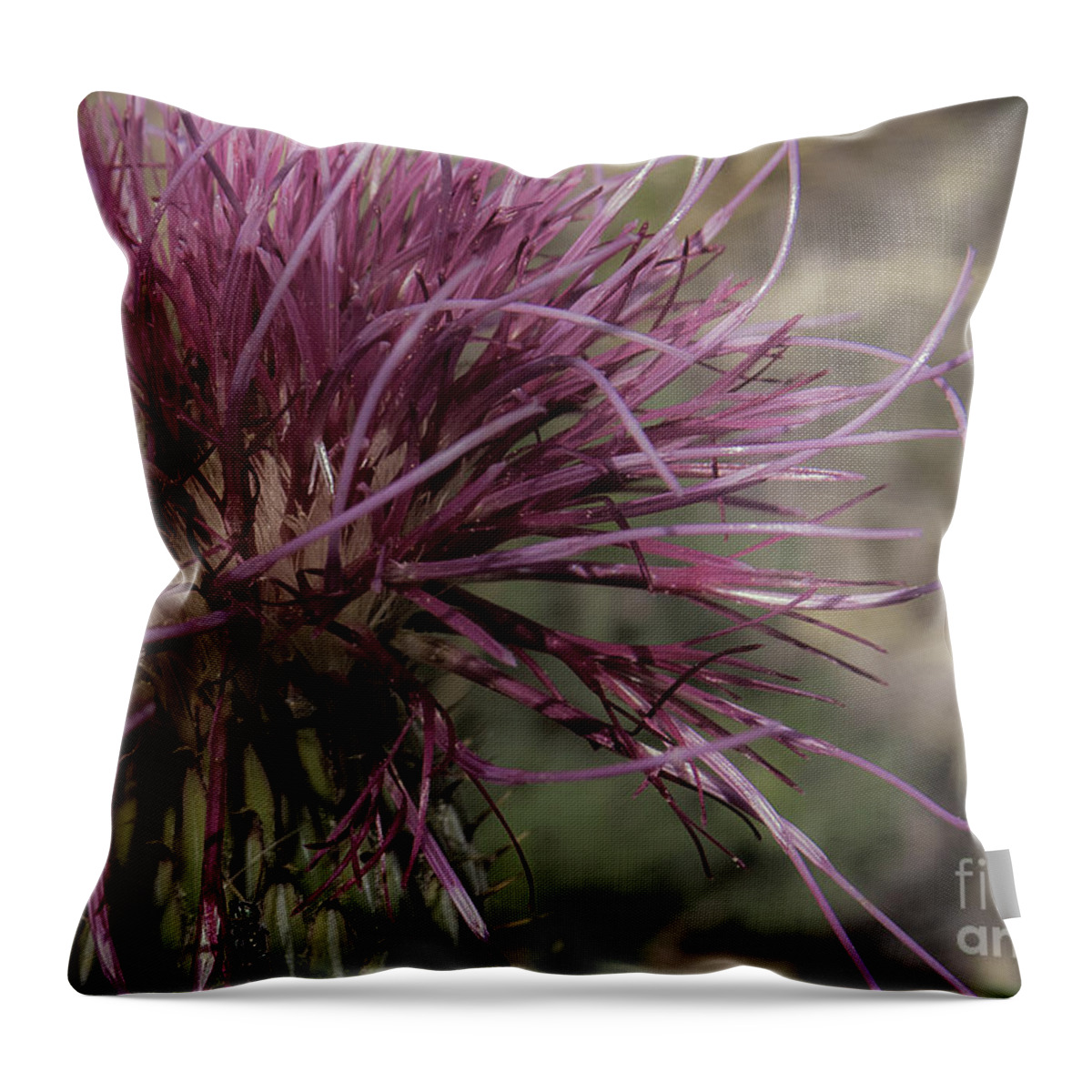 Nature Throw Pillow featuring the photograph Purple Flower 2 by Christy Garavetto
