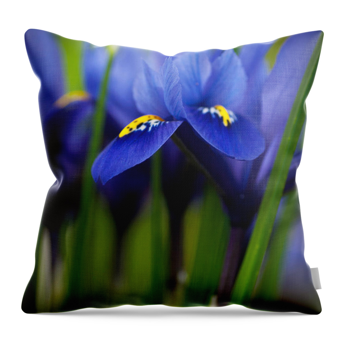 Purple Flowers Throw Pillow featuring the photograph Purple Flowers by Catherine Lau