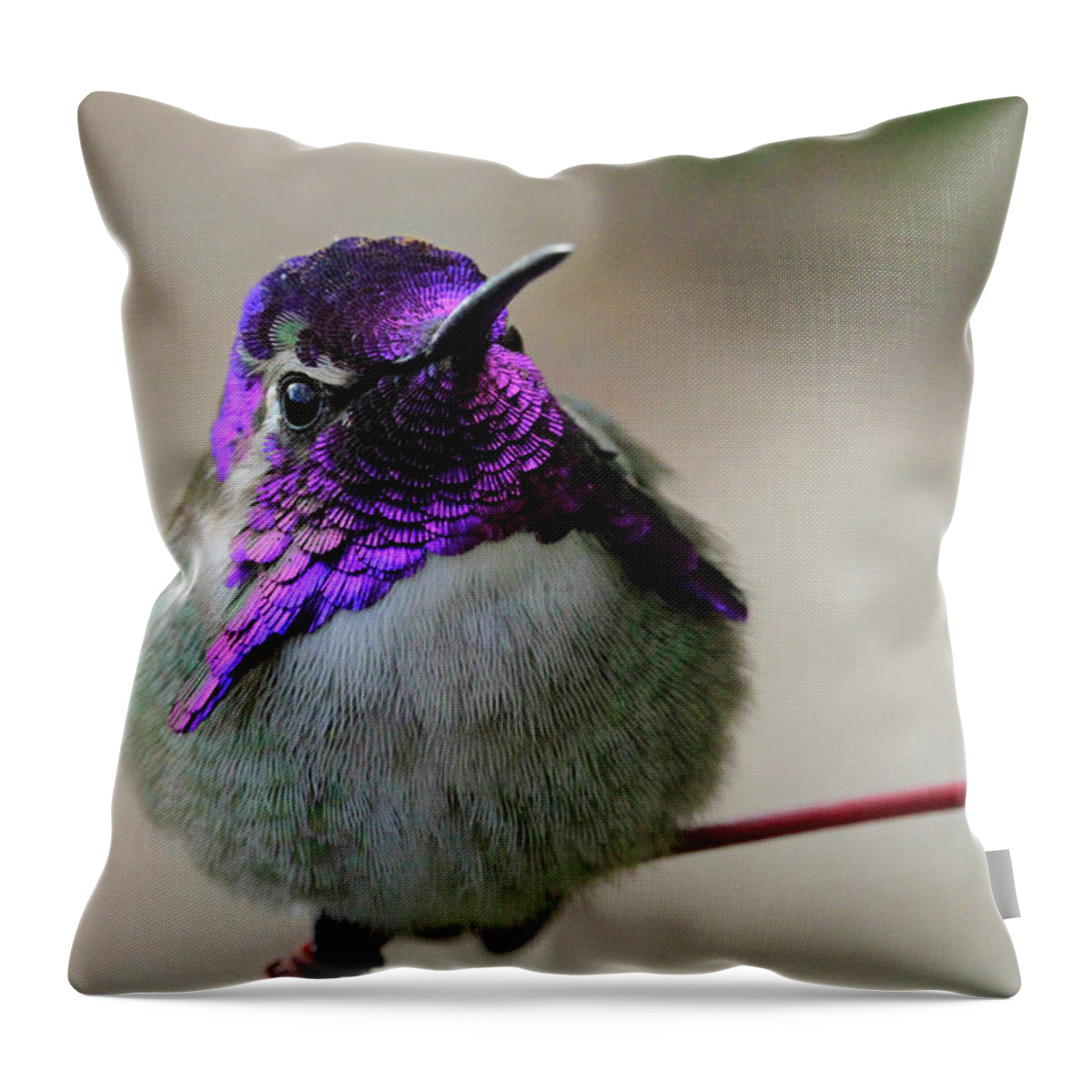 Costa's Hummingbird Throw Pillow featuring the photograph Purple Head by Shoal Hollingsworth