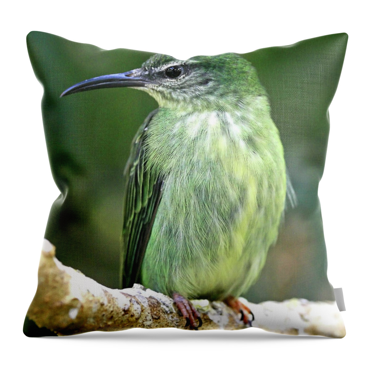 Bird Throw Pillow featuring the photograph Purple Honeycreeper female by David Freuthal
