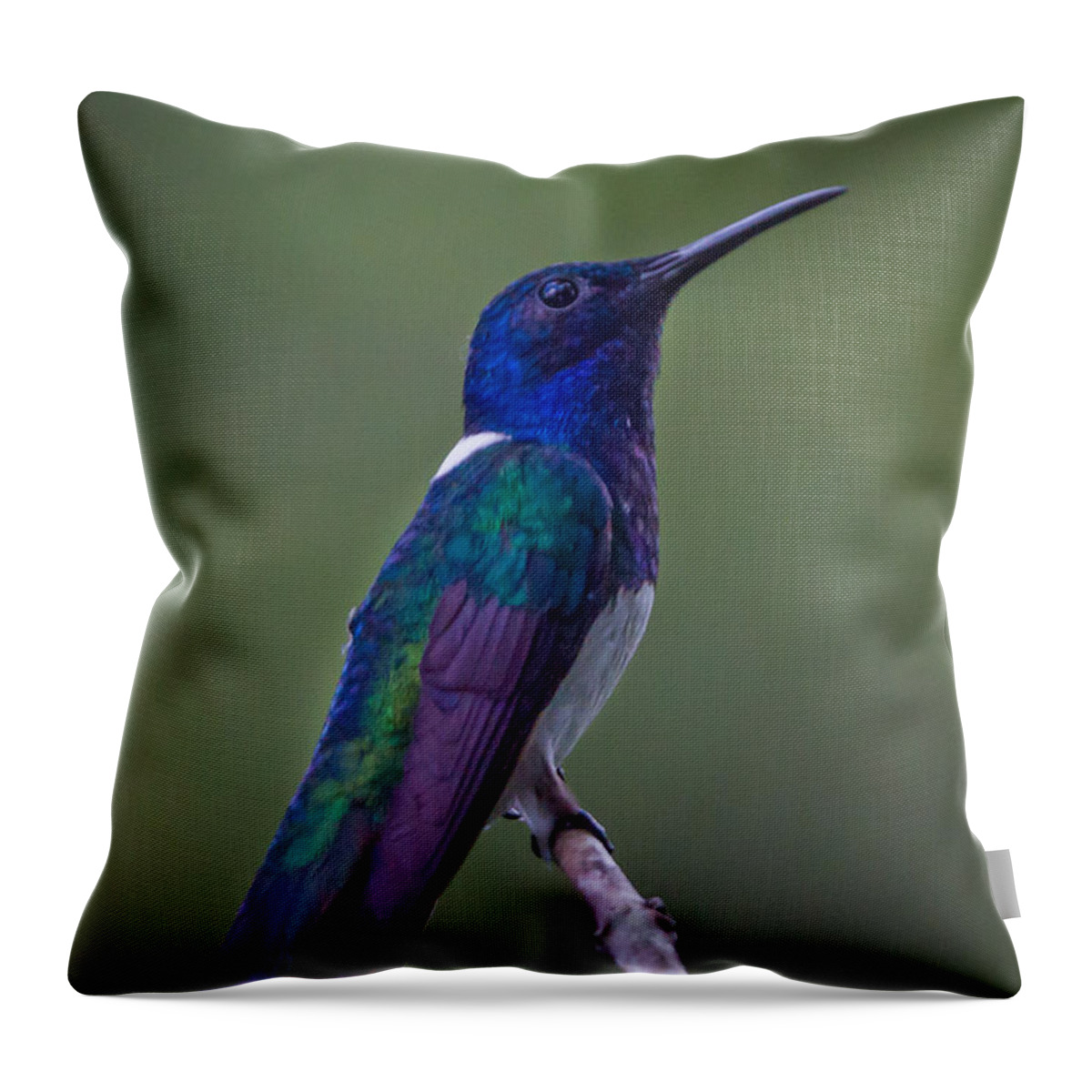 Nature Throw Pillow featuring the photograph White-necked Jacobin by Lee Alloway