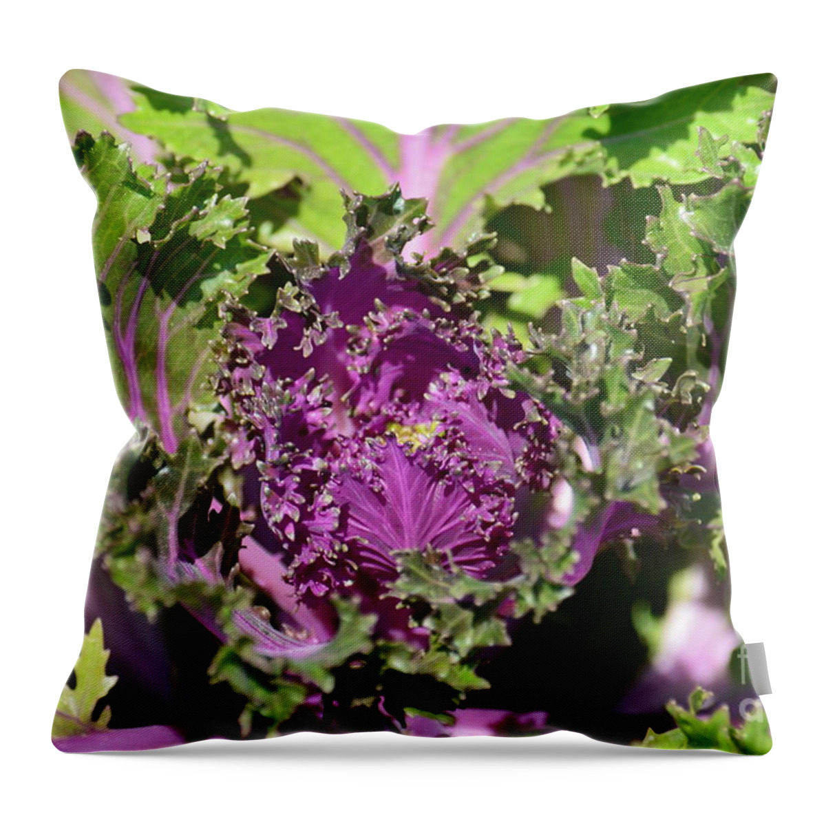 Purple Kale Throw Pillow featuring the photograph Purple Kale by Maria Urso
