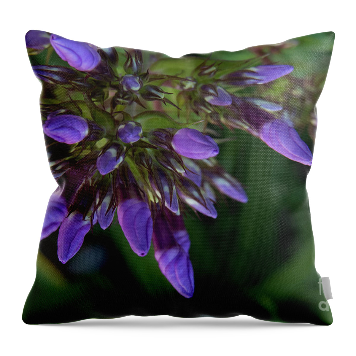 Purple Throw Pillow featuring the photograph Purple lights before the bloom by Christy Garavetto