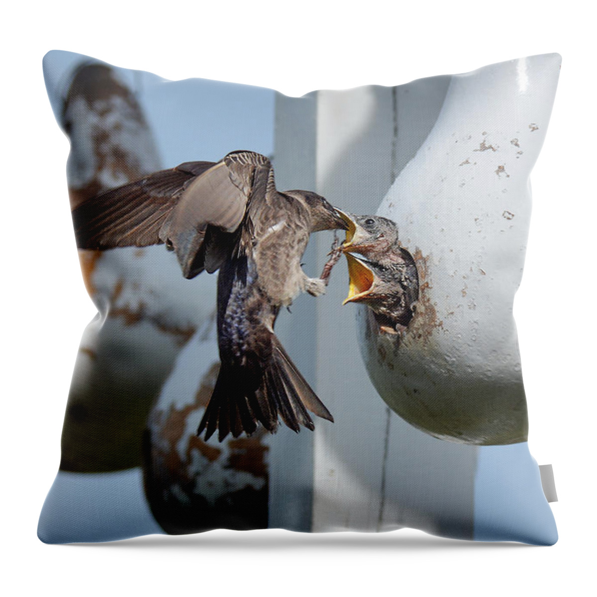 Bird Throw Pillow featuring the photograph Purple Martin Feeding Chicks by Alan Lenk