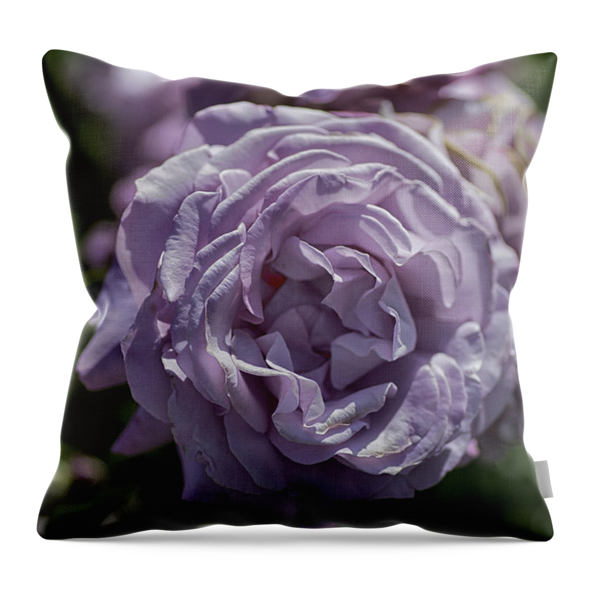 Rose Throw Pillow featuring the photograph Purple Rose by Patricia Dennis