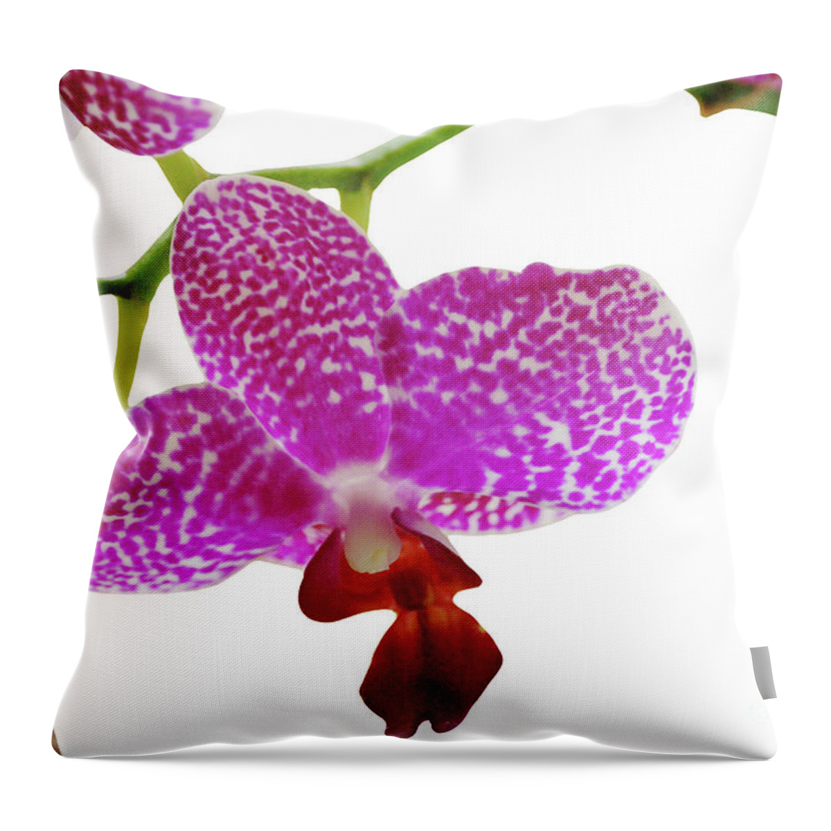 Phalaenopsis Throw Pillow featuring the photograph Purple Spotted Orchid on White by Heather Kirk