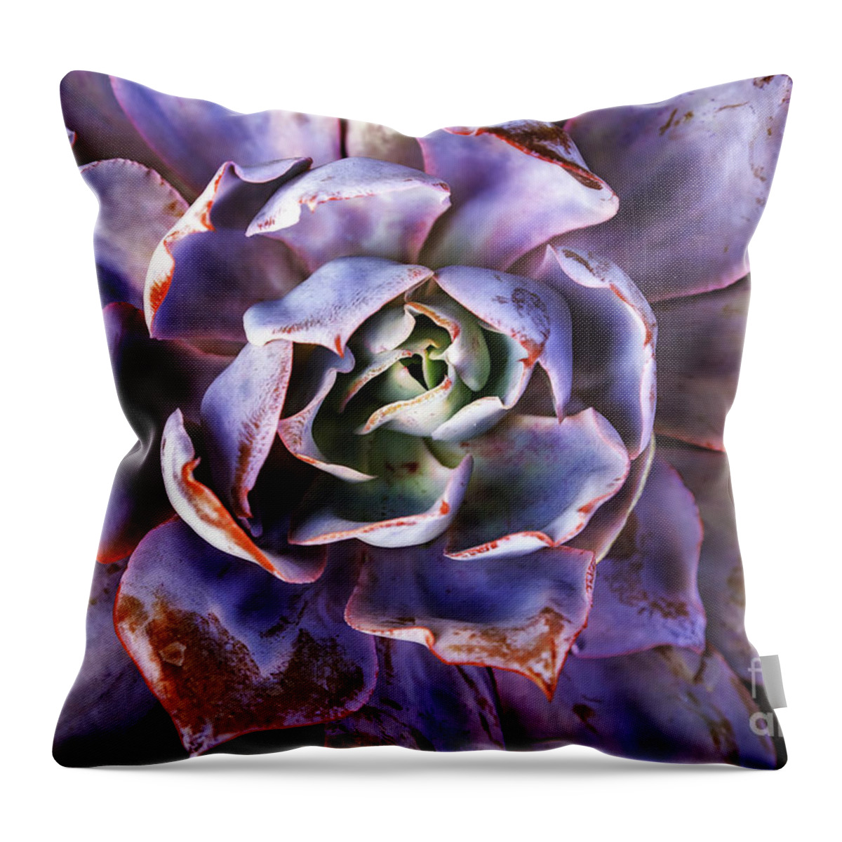 Landscape Throw Pillow featuring the photograph Purple Succulent by Craig J Satterlee