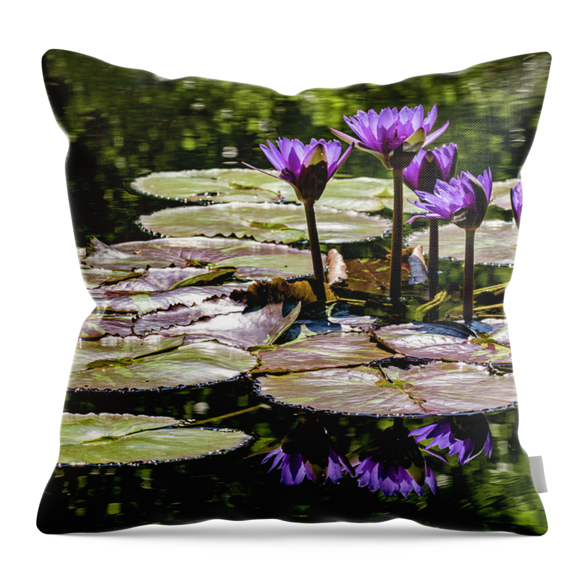Categories Throw Pillow featuring the photograph Purple Water Lilies by Dawn Key