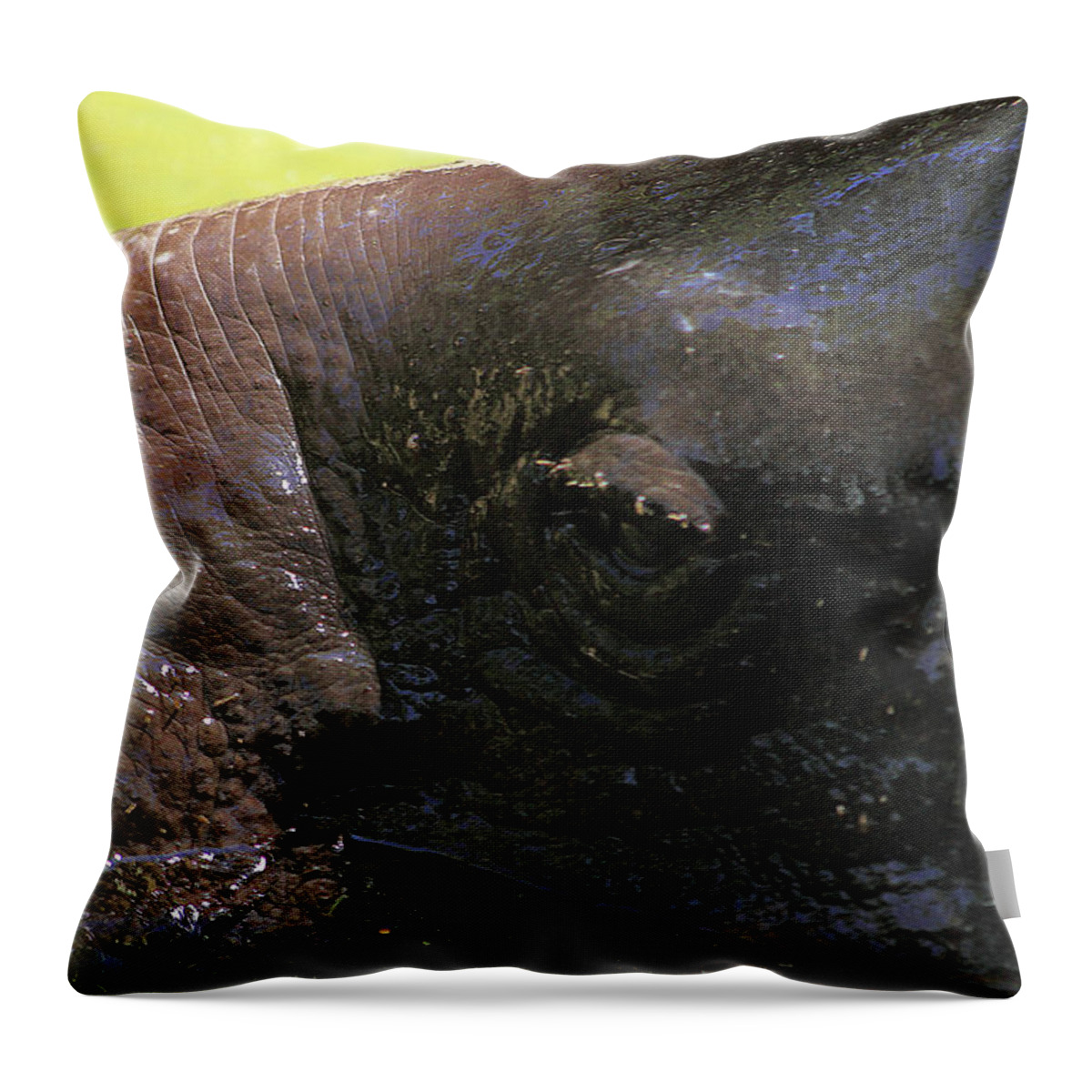 Pygmy Hippopotamus Throw Pillow featuring the photograph Pygmy Hippopotamus by Miroslava Jurcik