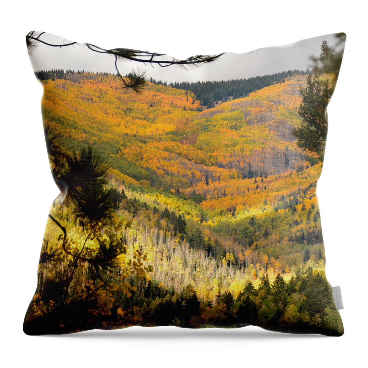 Aspens Throw Pillow featuring the photograph Quakies by Barry Bohn