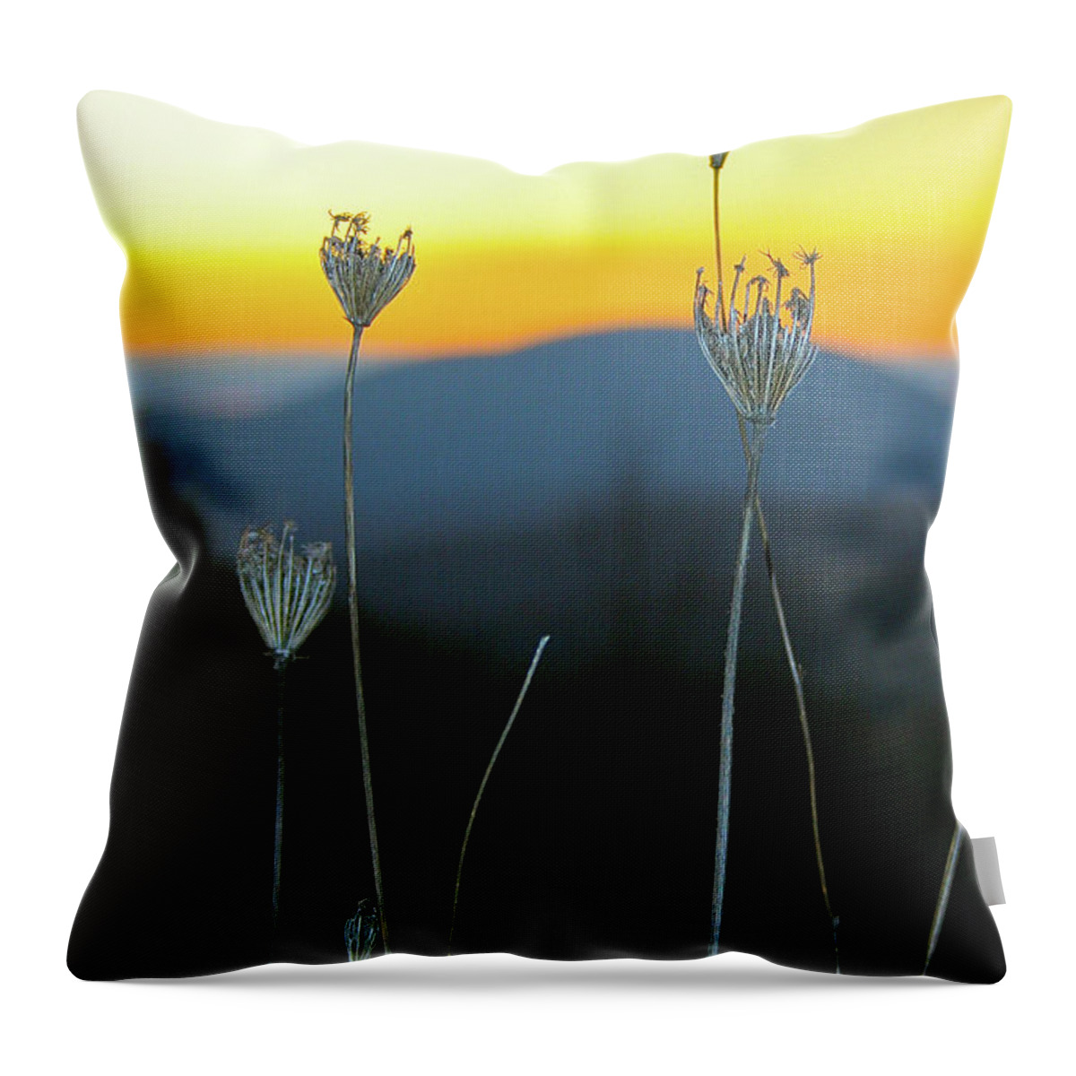 Queen Anne's Lace Throw Pillow featuring the photograph Queen Anne's Lace Sunrise I by Karen Jorstad