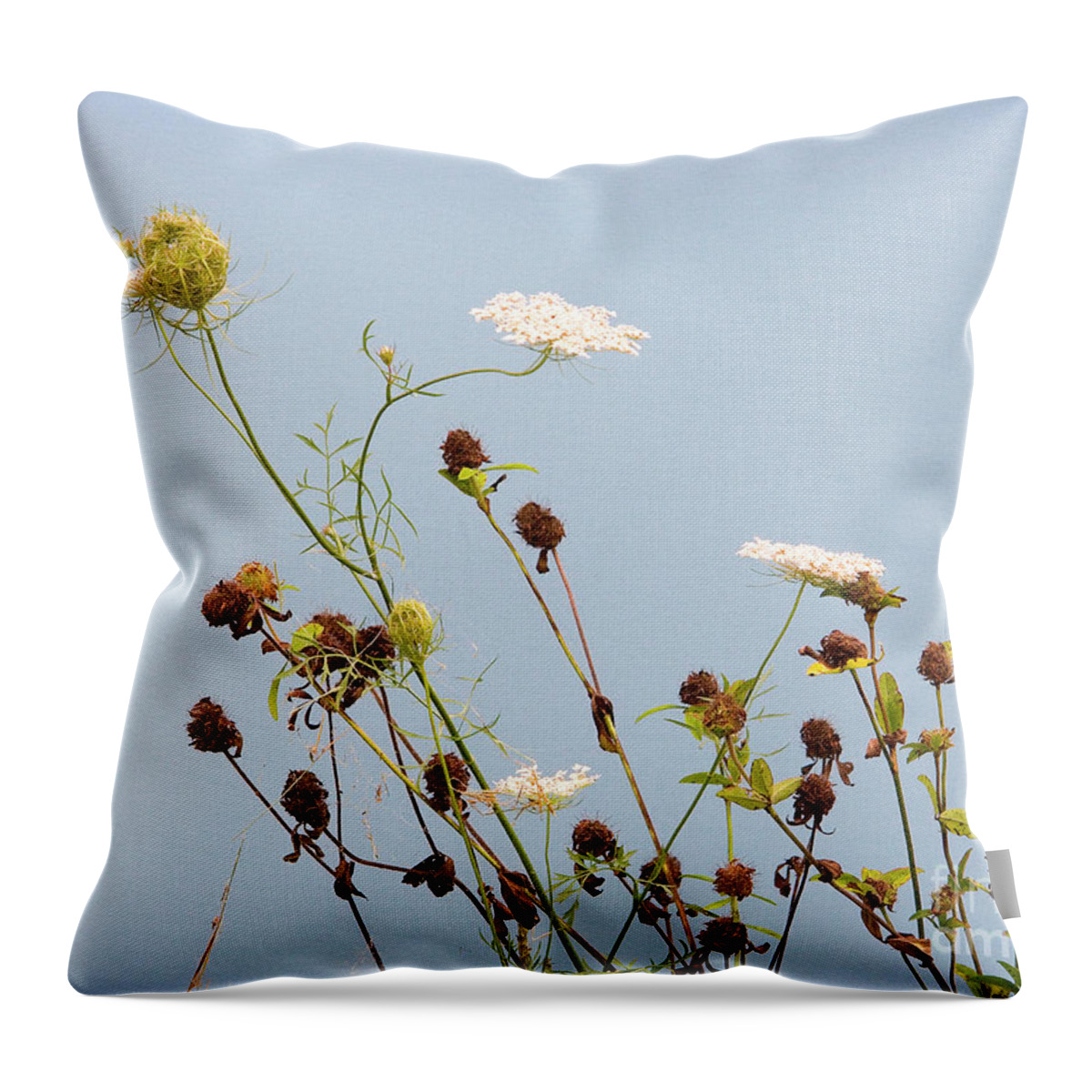 Lise Winne Throw Pillow featuring the photograph Queen Anne's Lace and Dried Clovers by Lise Winne