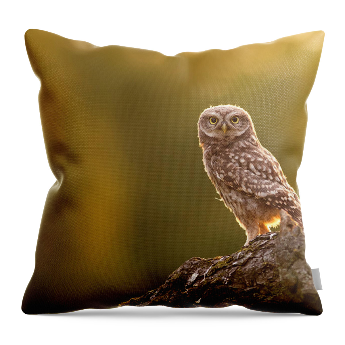 Athene Noctua Throw Pillow featuring the photograph Qui, moi? Little Owlet in Warm Light by Roeselien Raimond